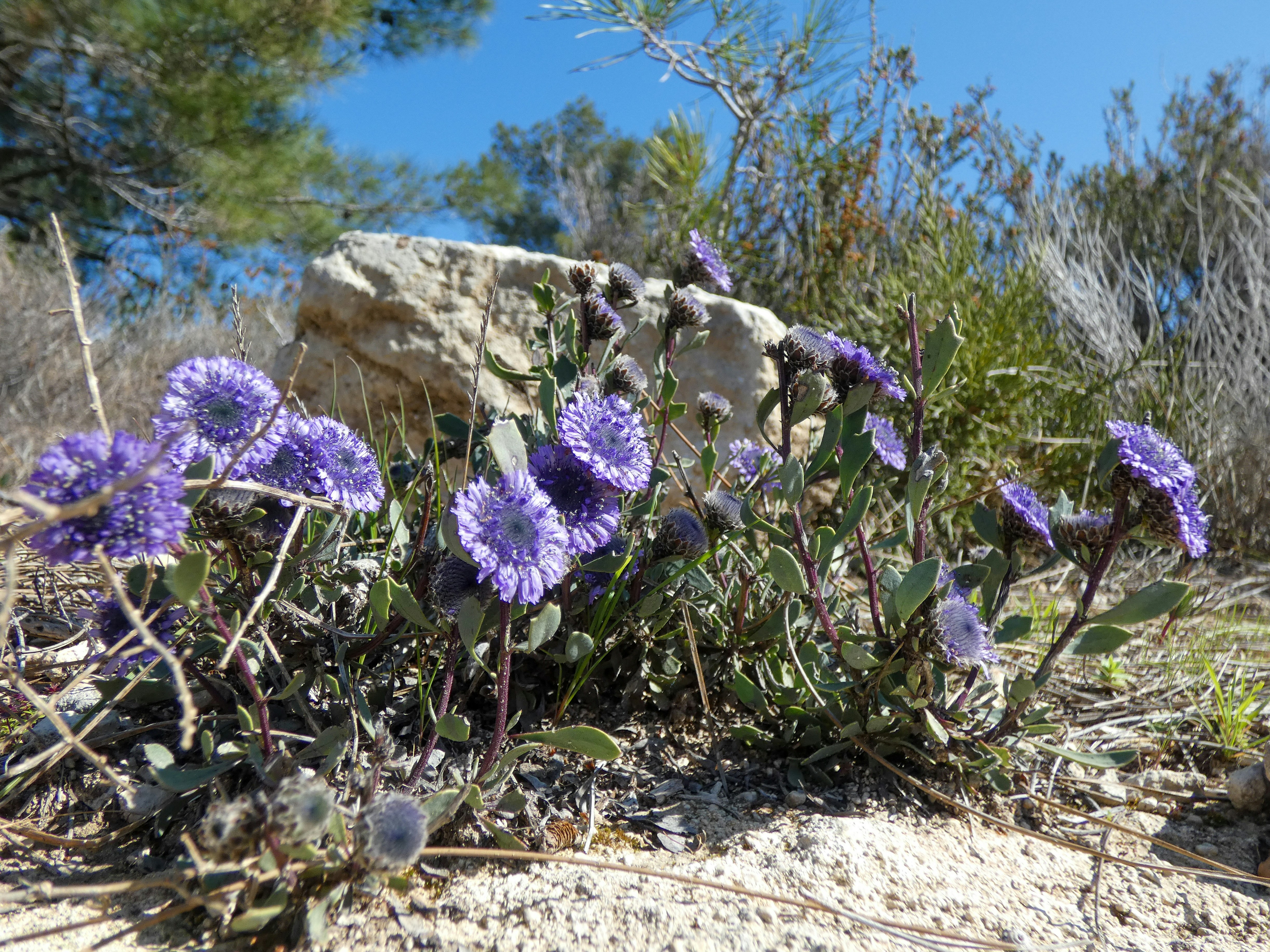 Las flores azules florecen en un paisaje natural y soleado.