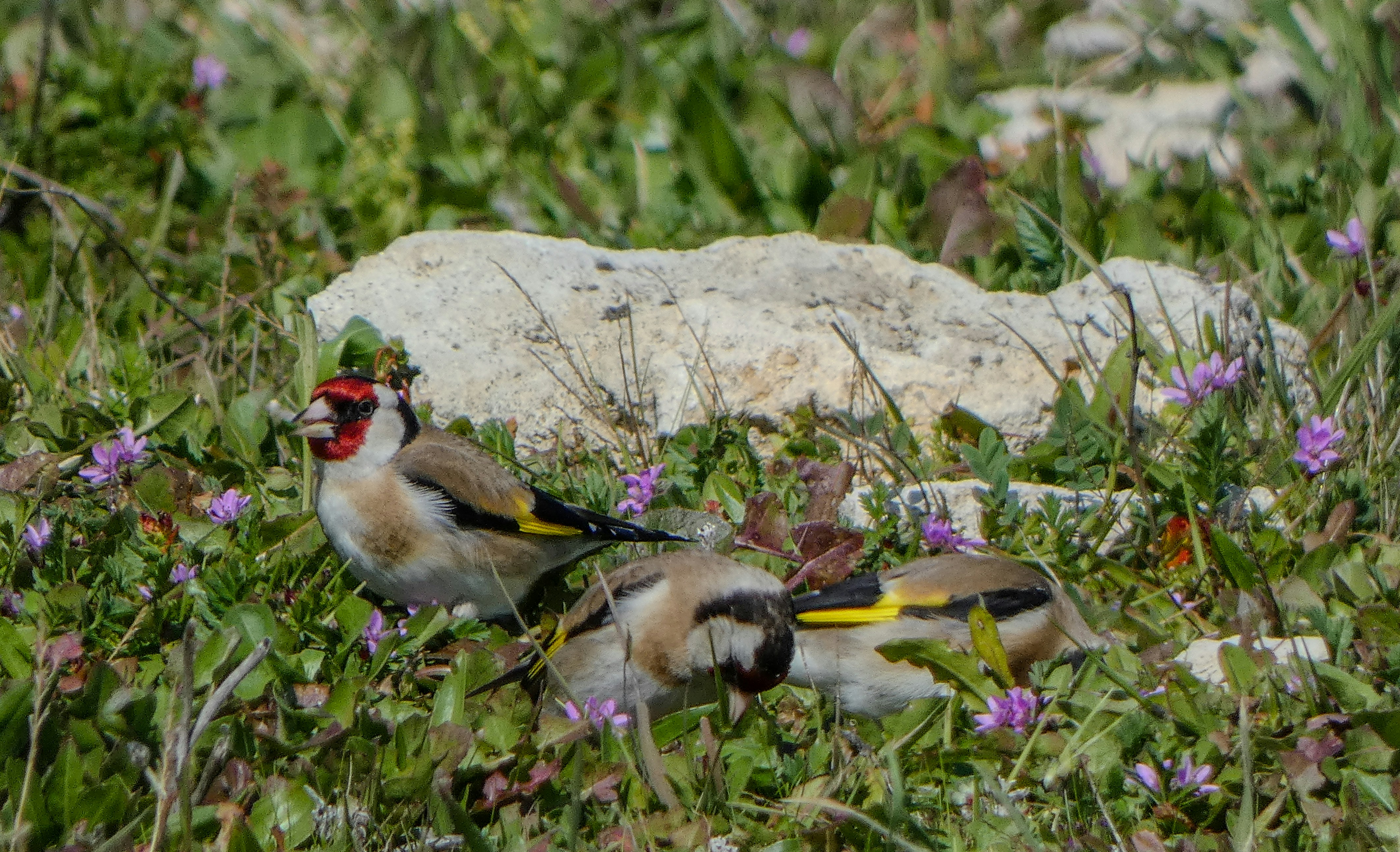 Goldfinches are foraging in a grassy field.