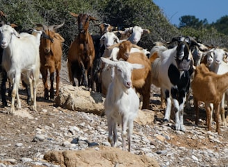 A herd of goats stands together outdoors.