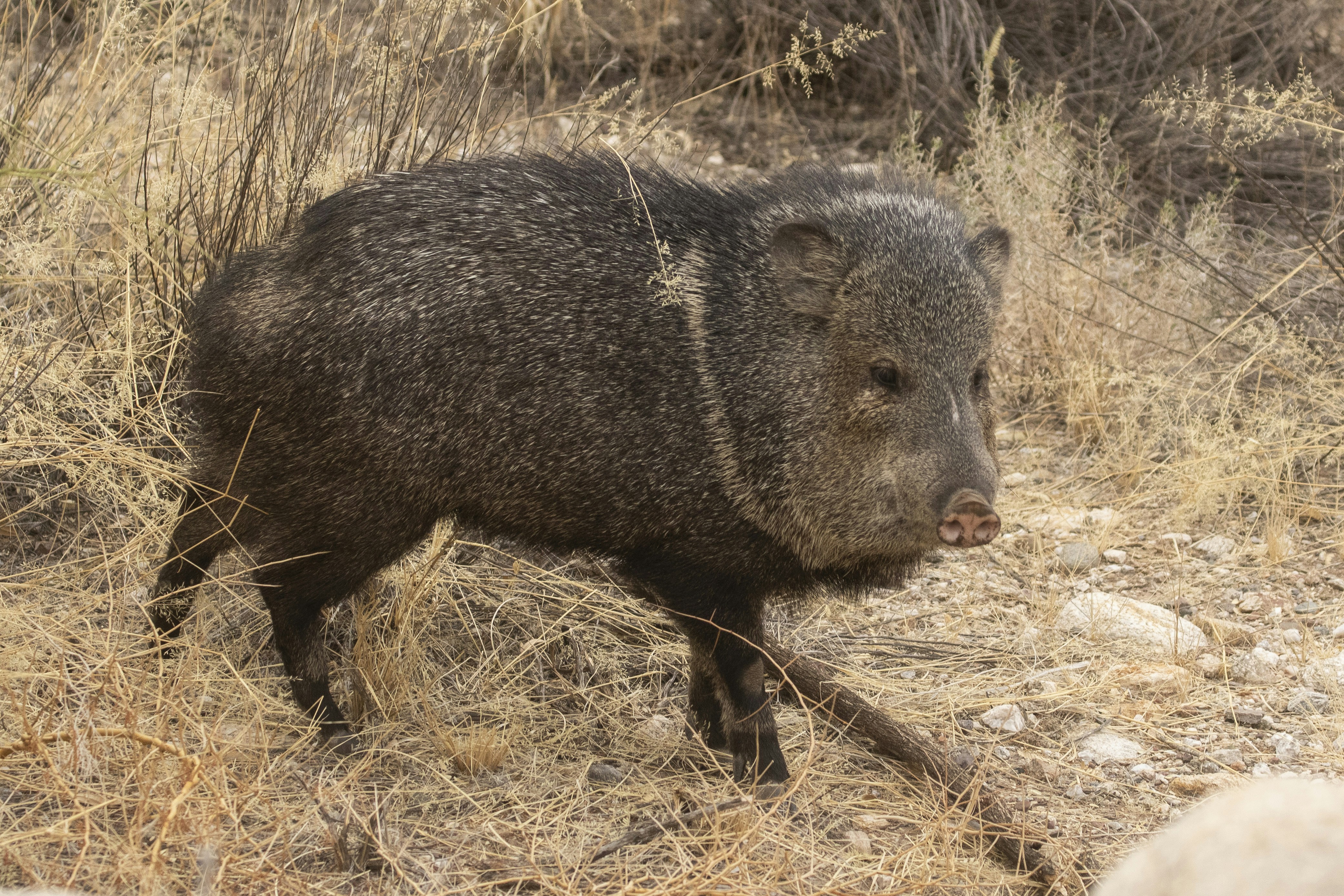 Ein Javelina wandert durch trockene, grasbewachsene Vegetation.