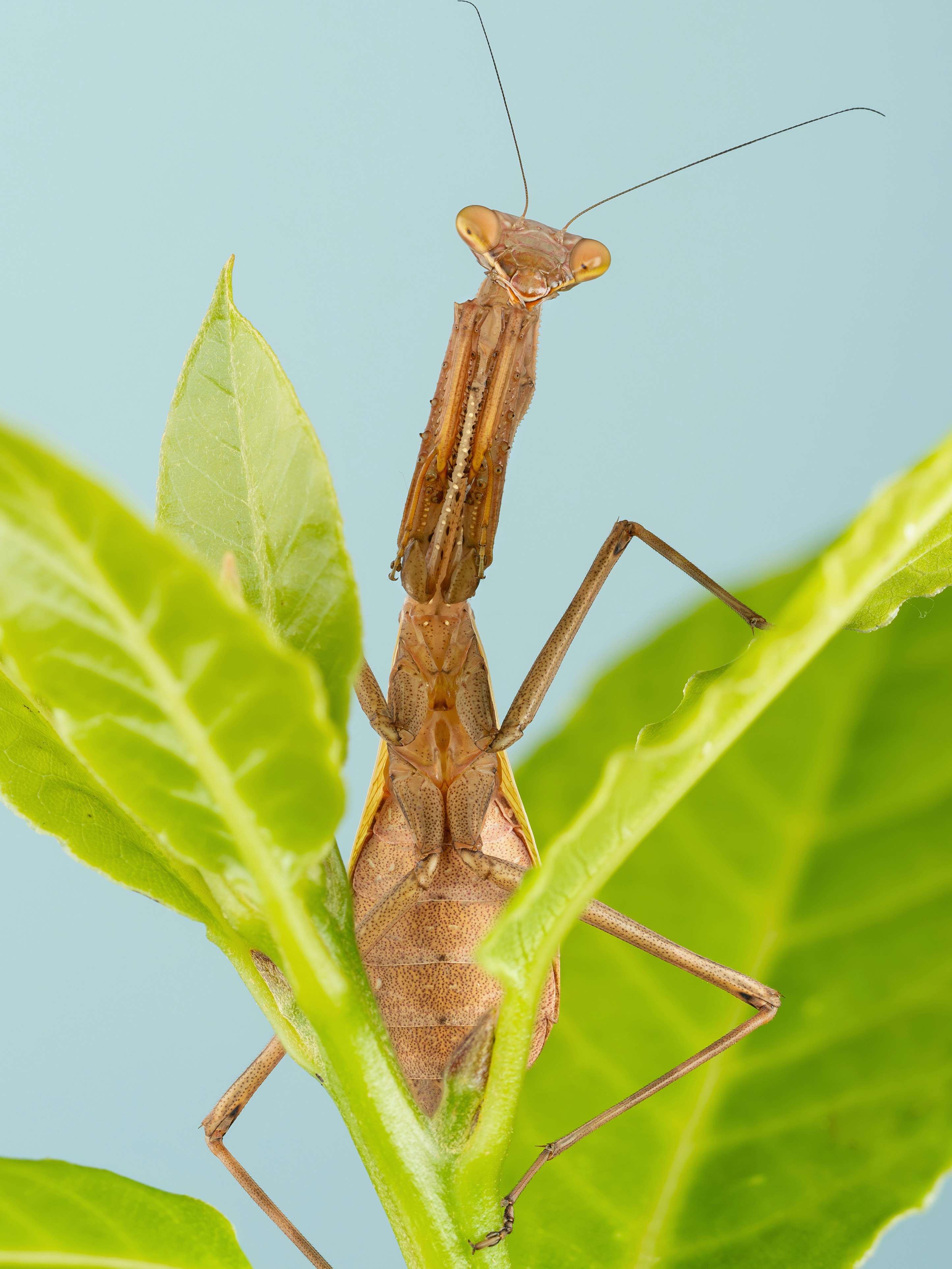 A brown praying mantis perches on green leaves.