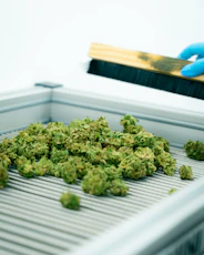 Freshly harvested cannabis being cleaned.