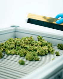 Freshly harvested cannabis being cleaned.