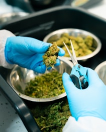 Trimming cannabis buds with surgical blue gloves.