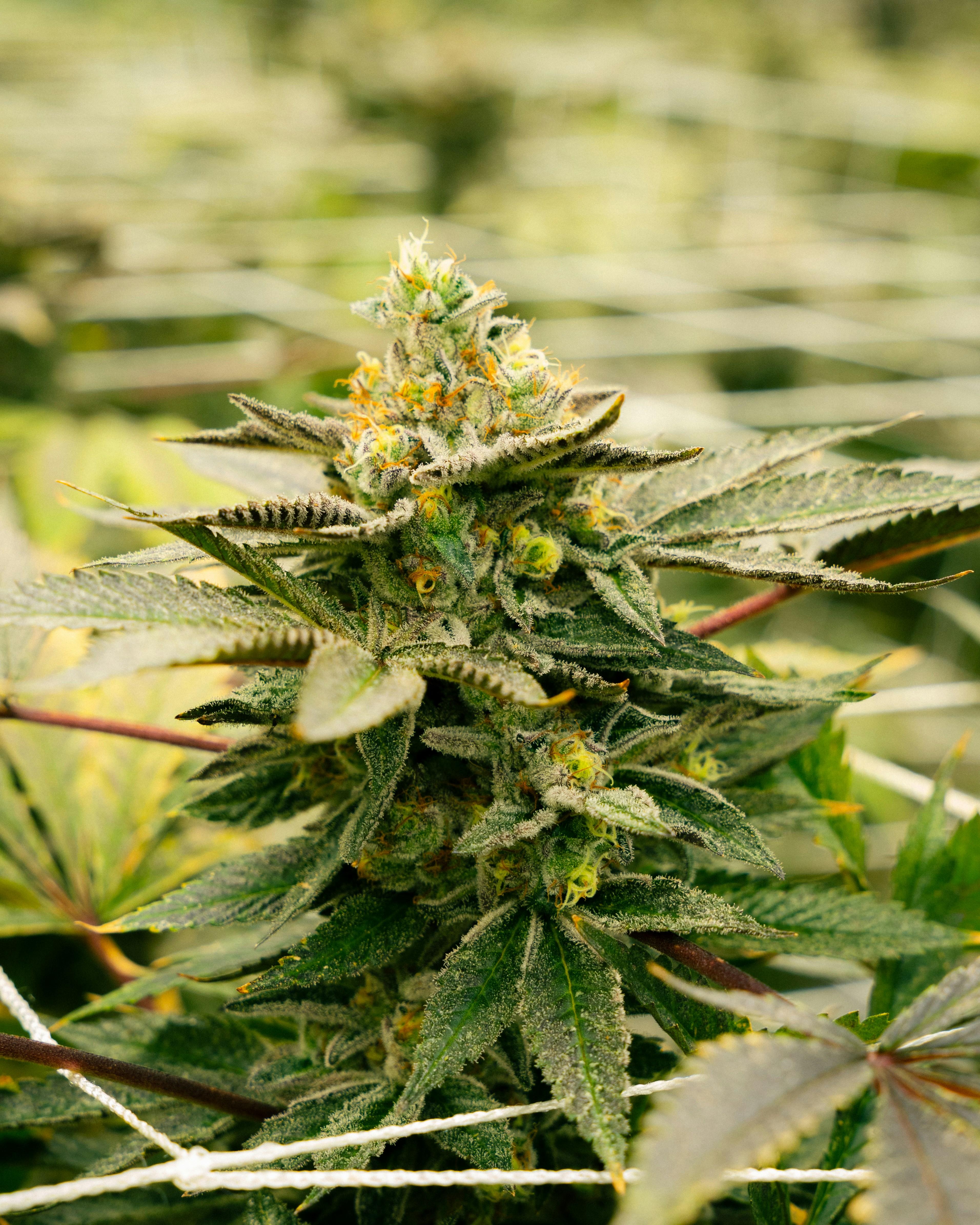 Eine Nahaufnahme einer Cannabispflanze.