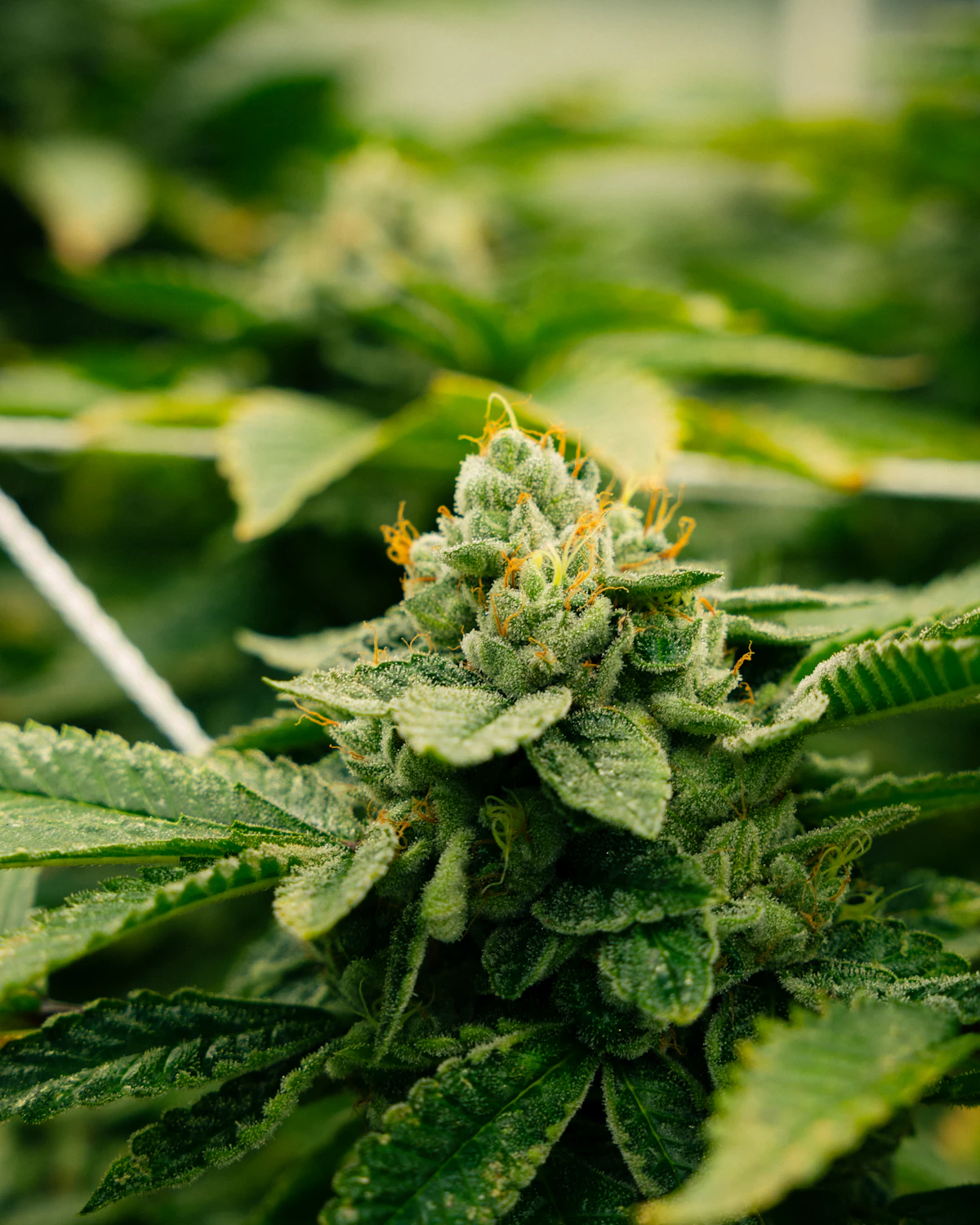 Cannabis flower bud close-up in a grow operation