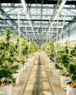 Cannabis plants growing in a large indoor greenhouse.