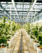 Cannabis plants growing in a large indoor greenhouse.