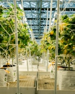 Cannabis plants grow in a large indoor facility.