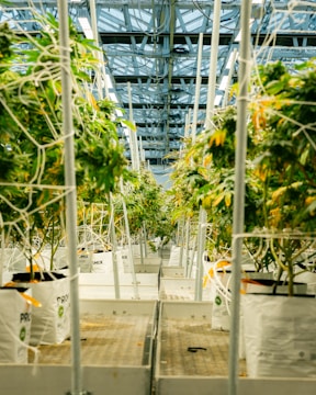 Cannabis plants grow in a large indoor facility.