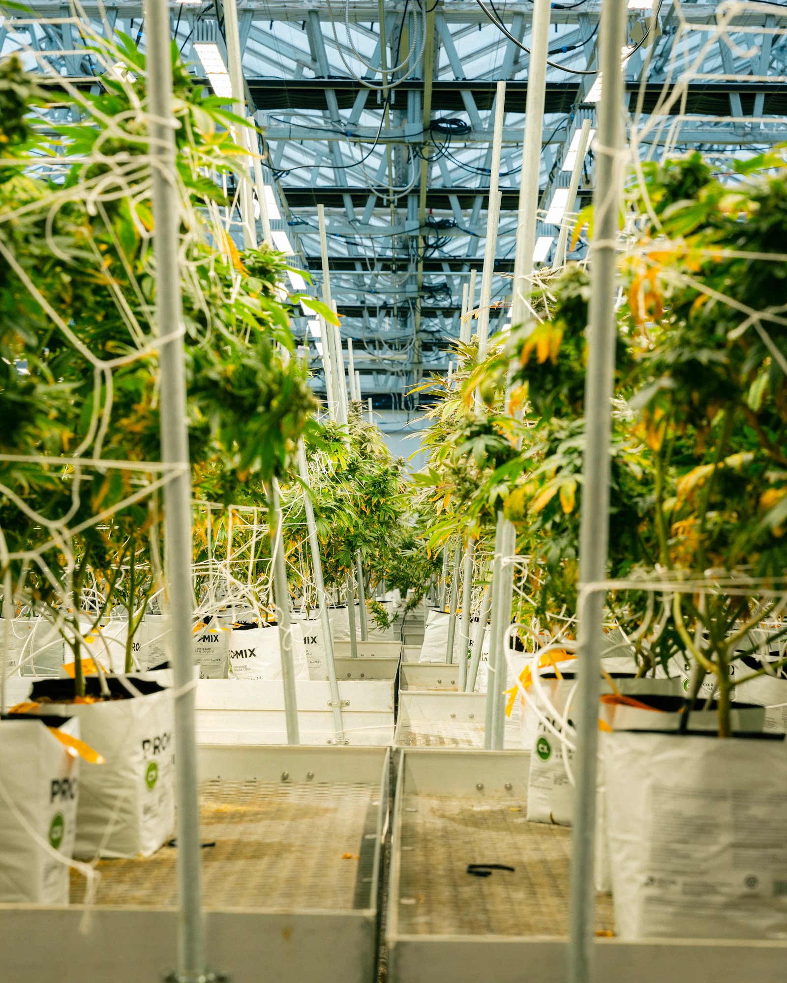 Cannabis plants growing in a large commercial cultivation facility