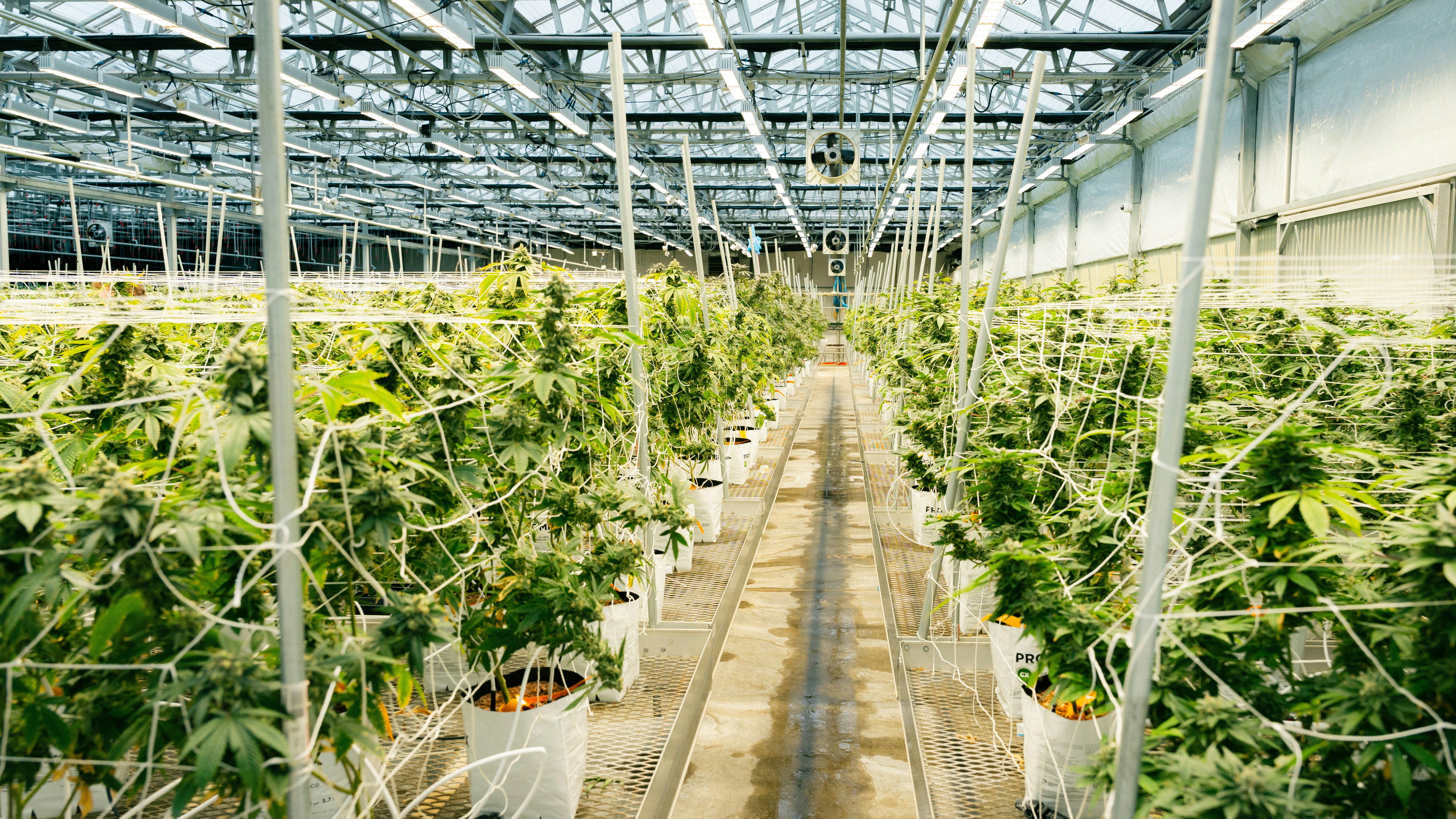 Image of cannabis plants being grown indoors - Cannabis consumption laws in NYC