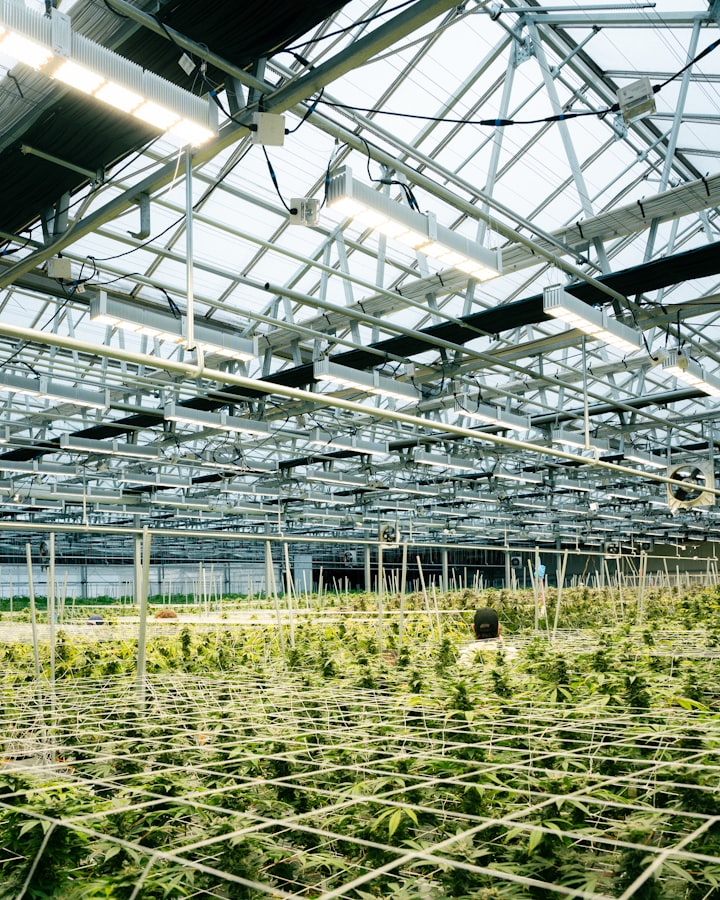 Cannabis greenhouse facility with GMP-ready cultivation rows