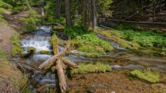 A small stream flows through a lush, green forest.