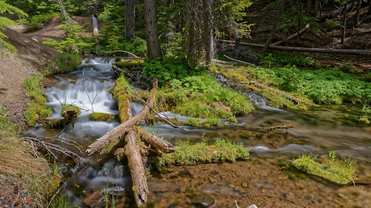A small stream flows through a lush, green forest.