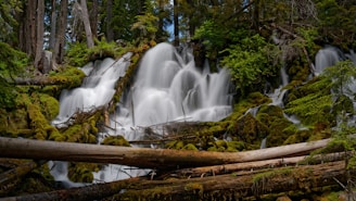 A lush forest waterfall flows beautifully.