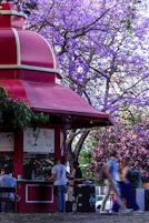 A cafe under beautiful purple blooming trees.