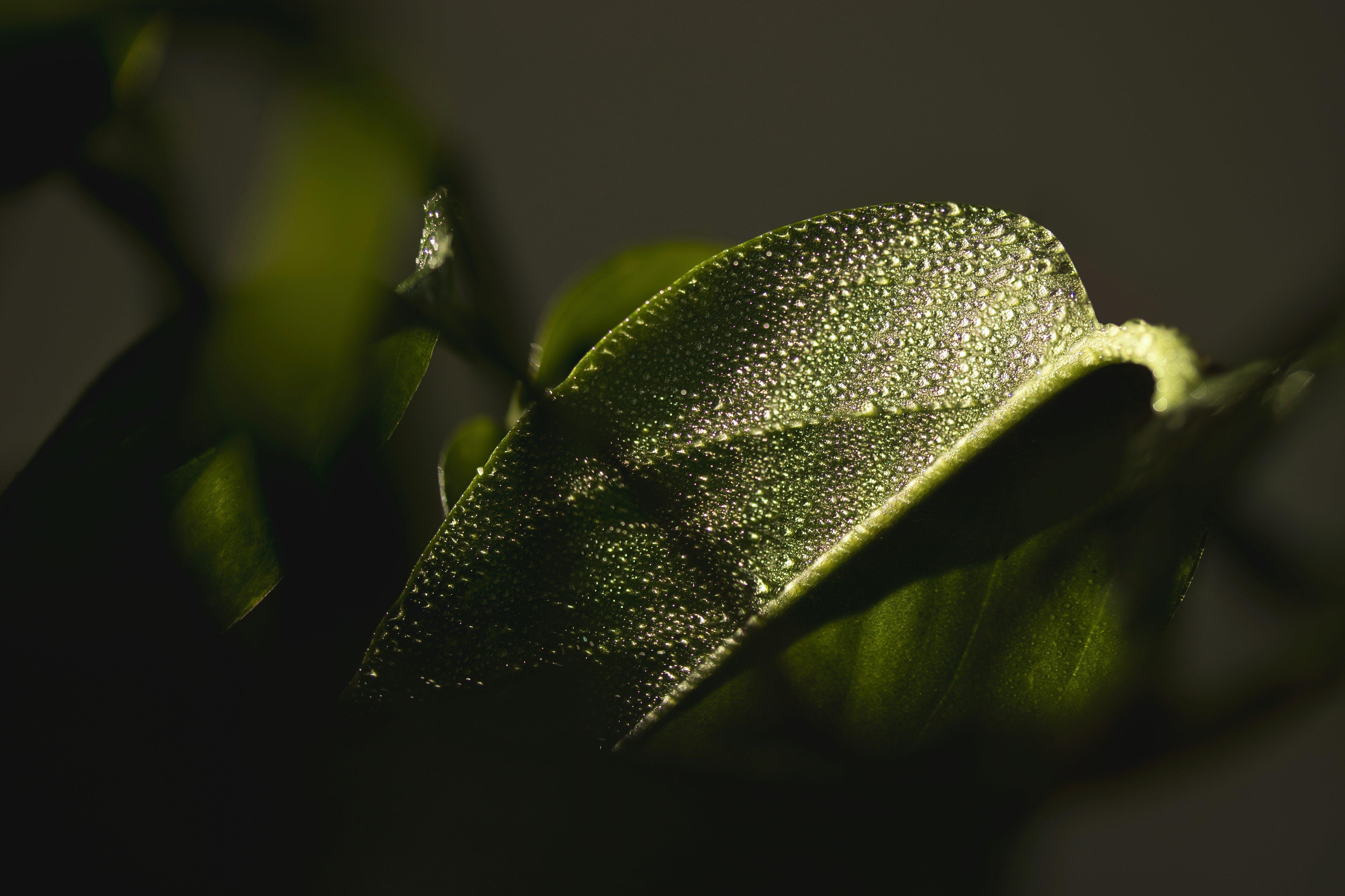 Photo by tpminettphotography