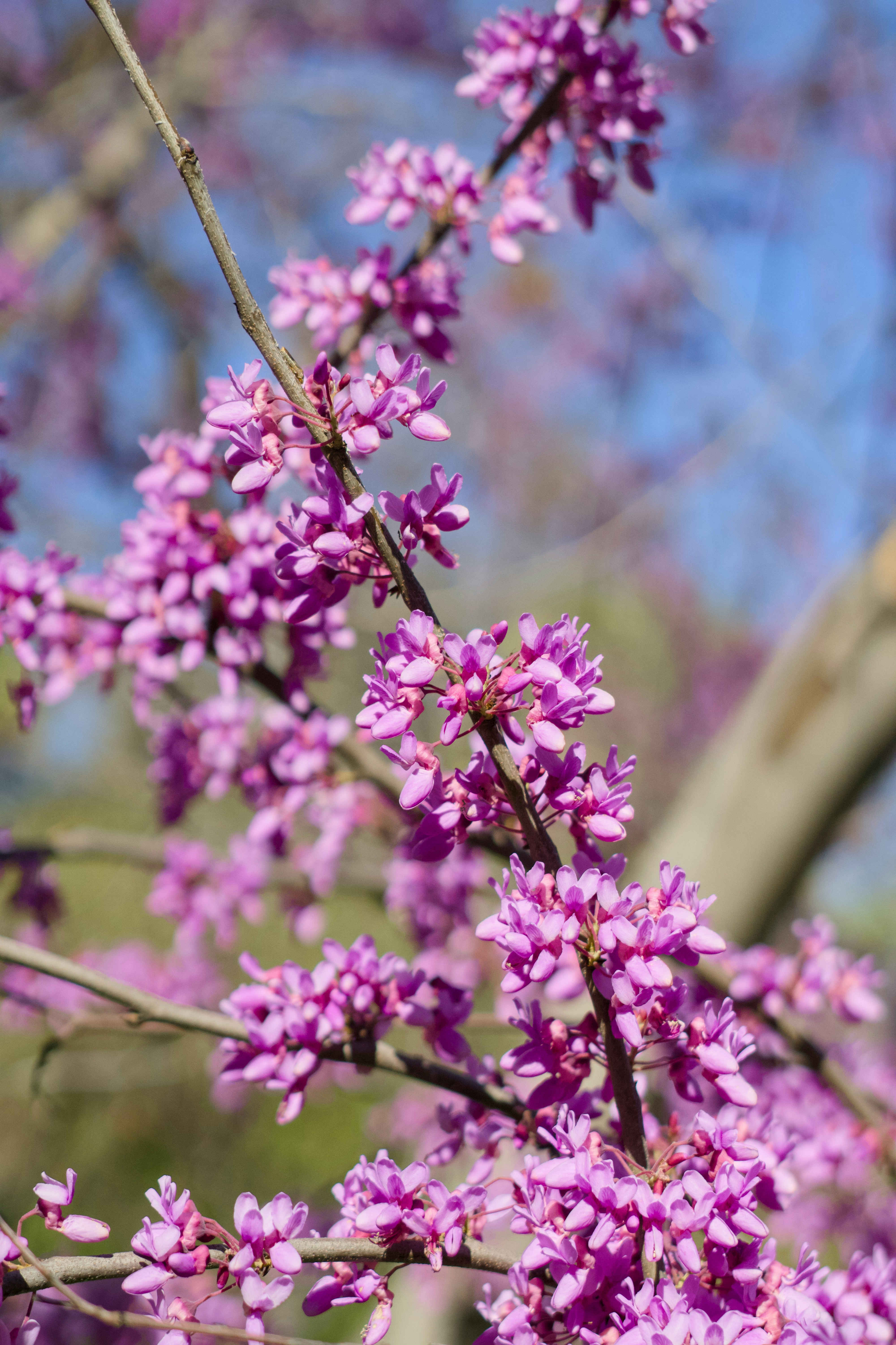 Pink flowers bloom on tree branches.
