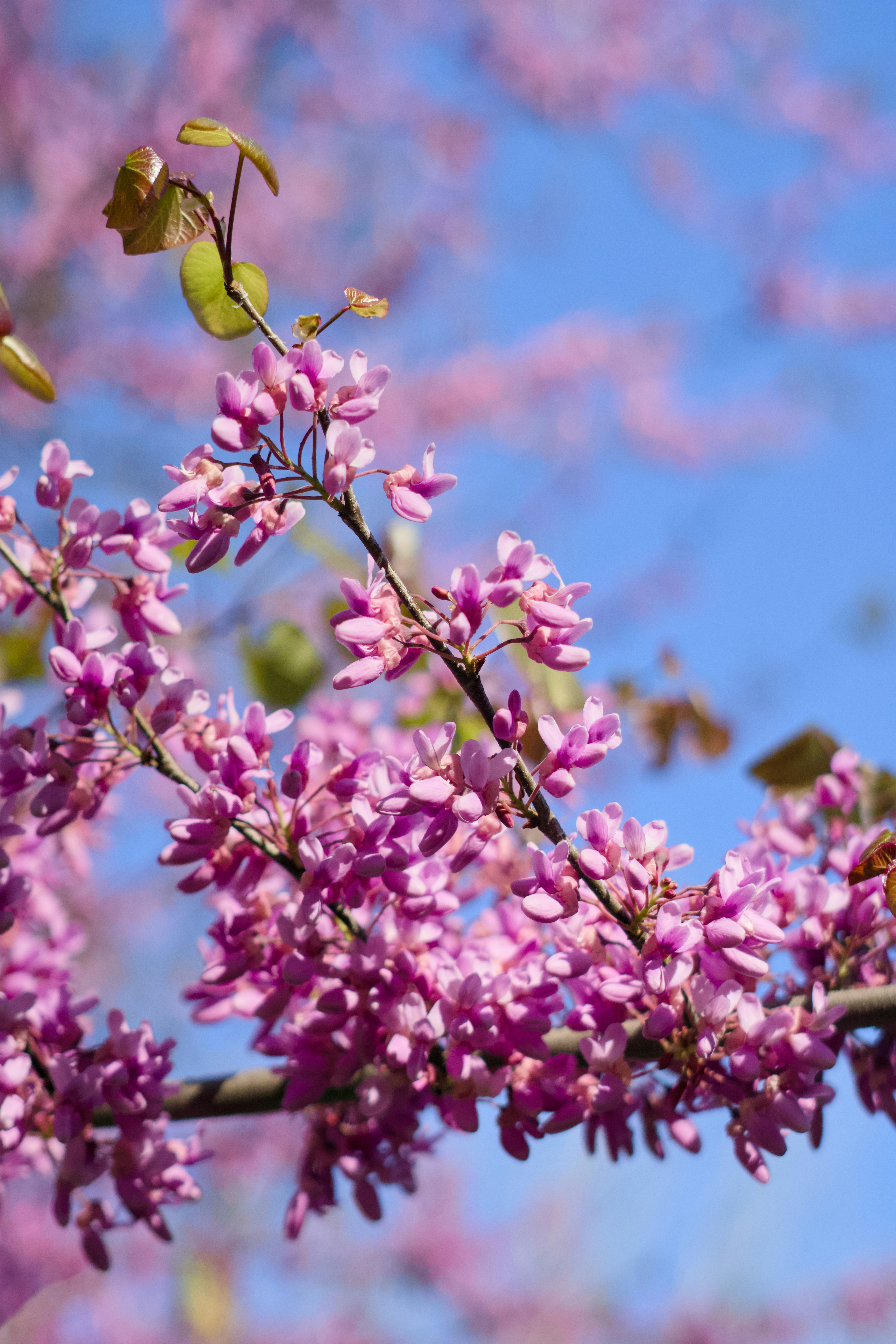 Photo by spencer_demera