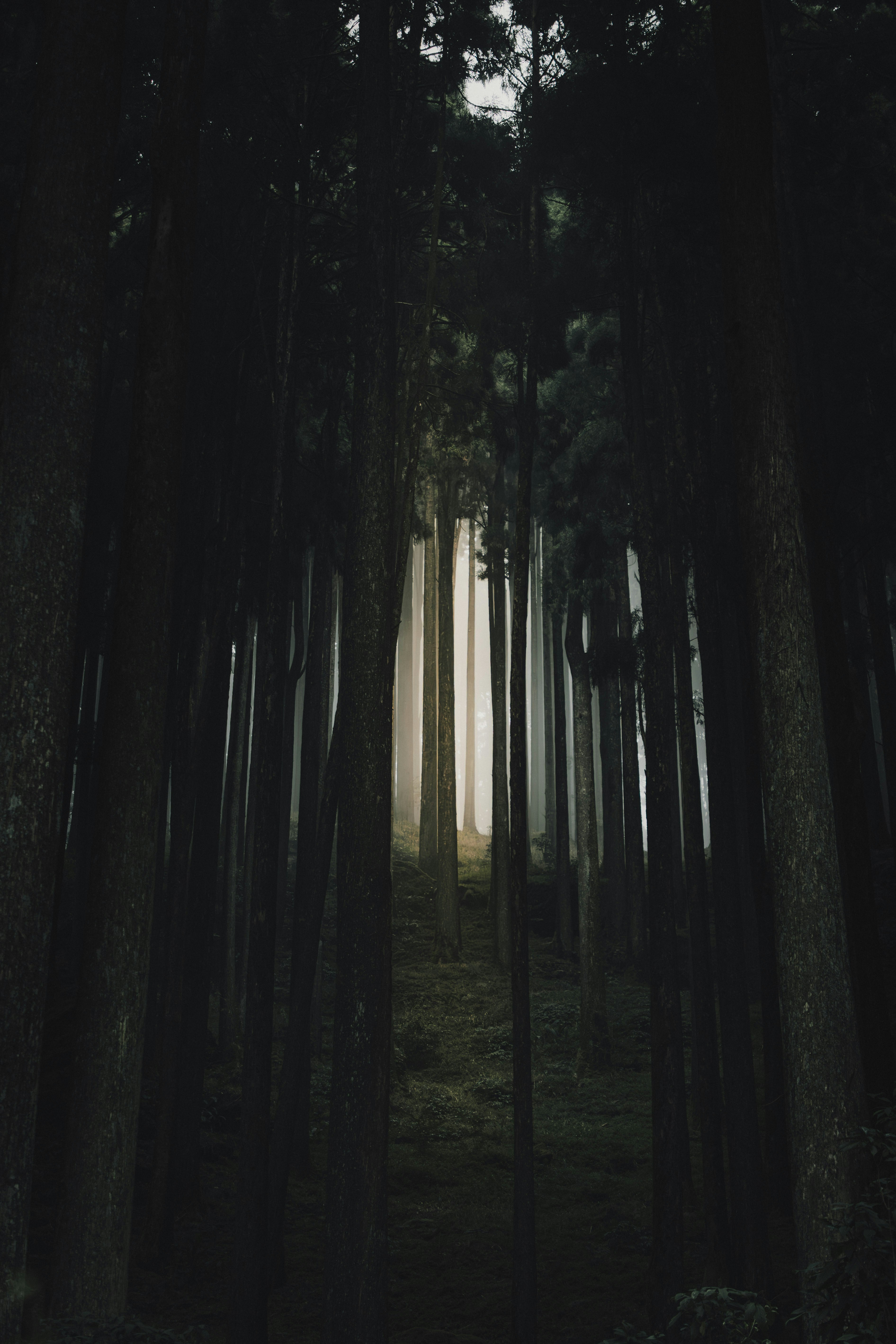 Light shines through a dark, dense forest.