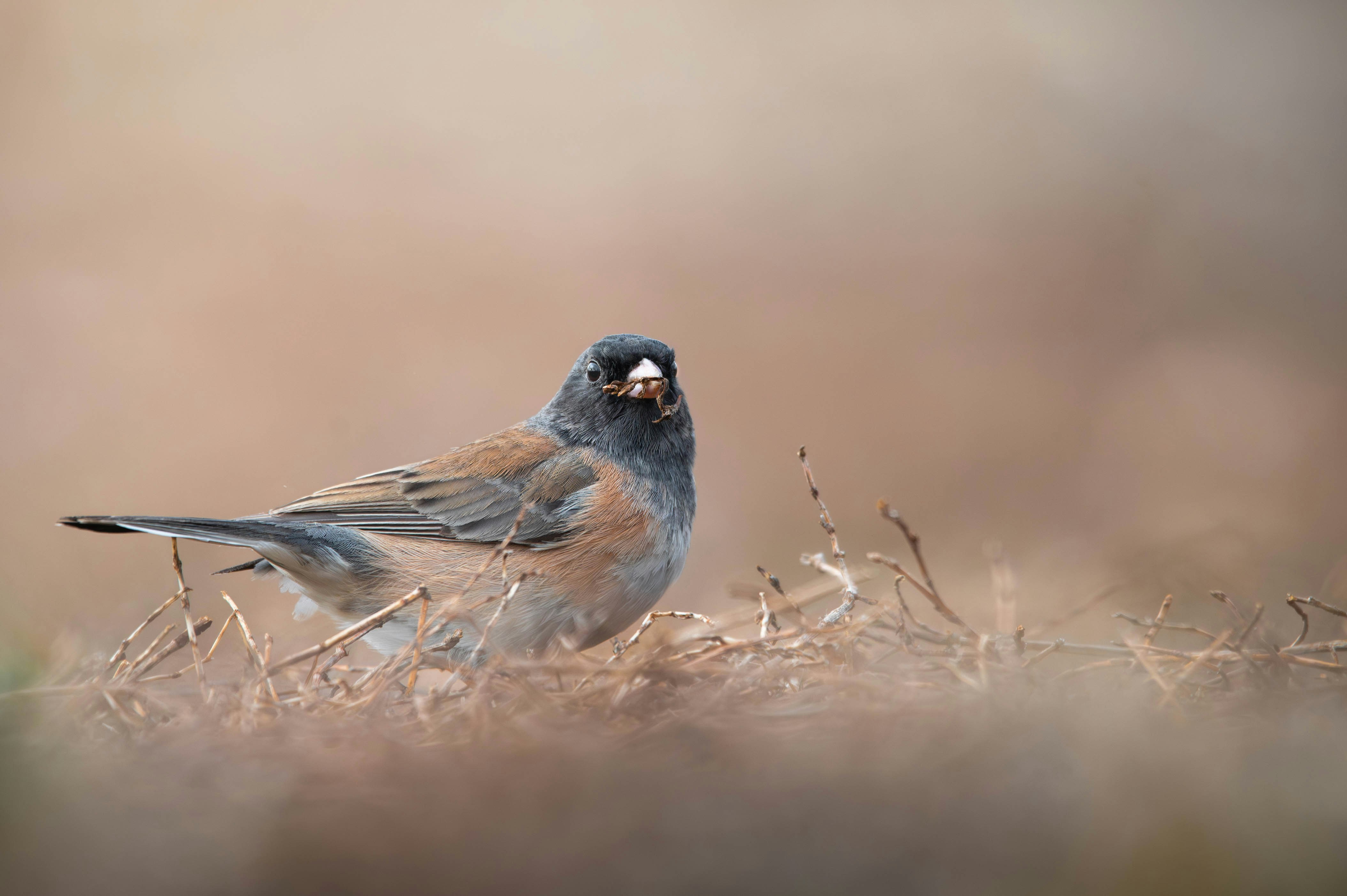 15 Funny People Who Are Secretly Working In Cat Door Installer Reviews