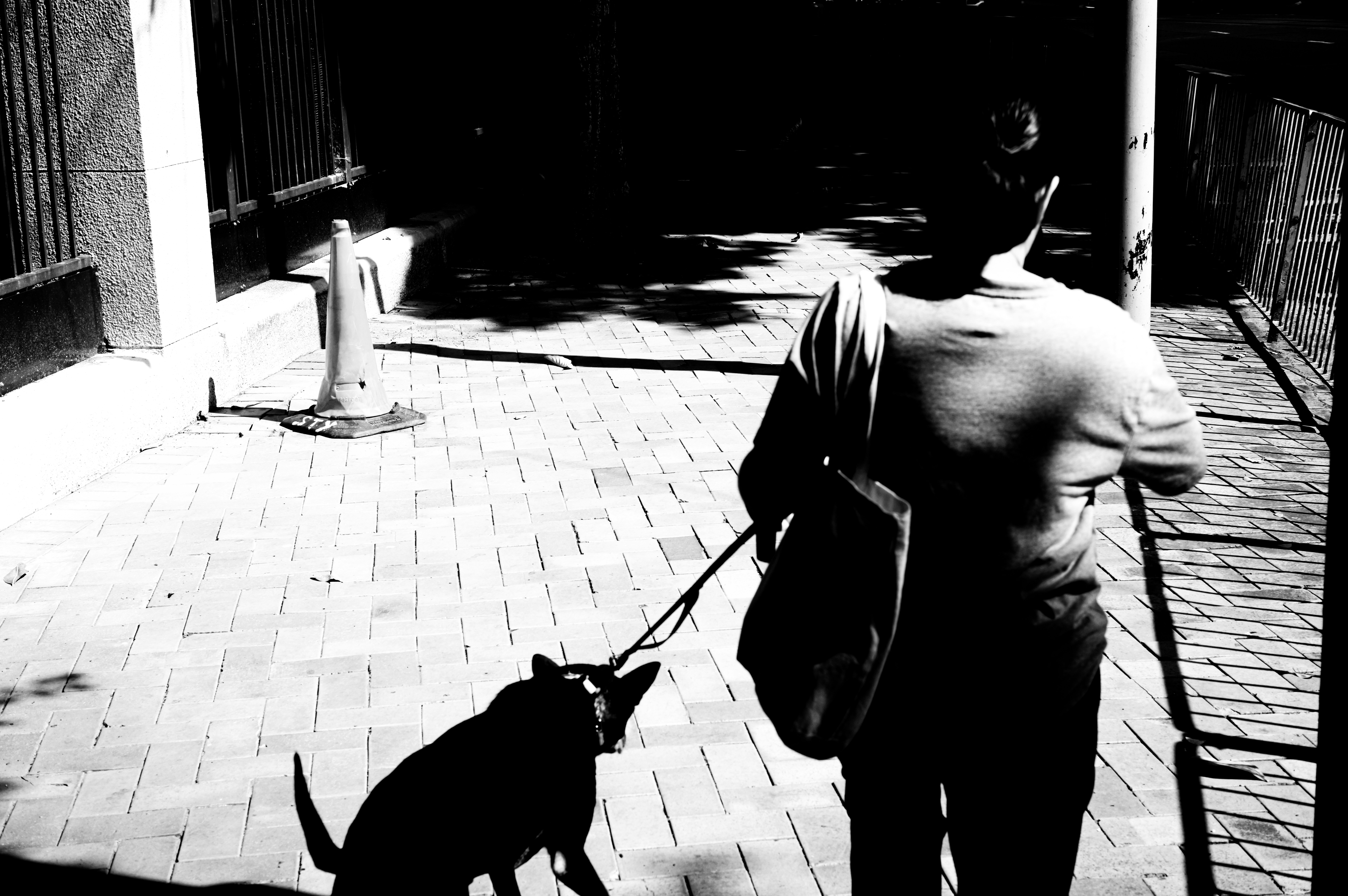 A person walks their dog along a path.