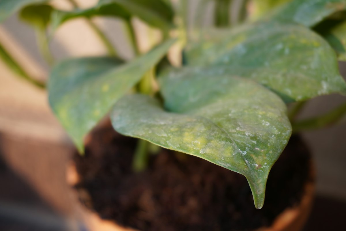 観葉植物の葉の症状一覧｜色と部位で診断
