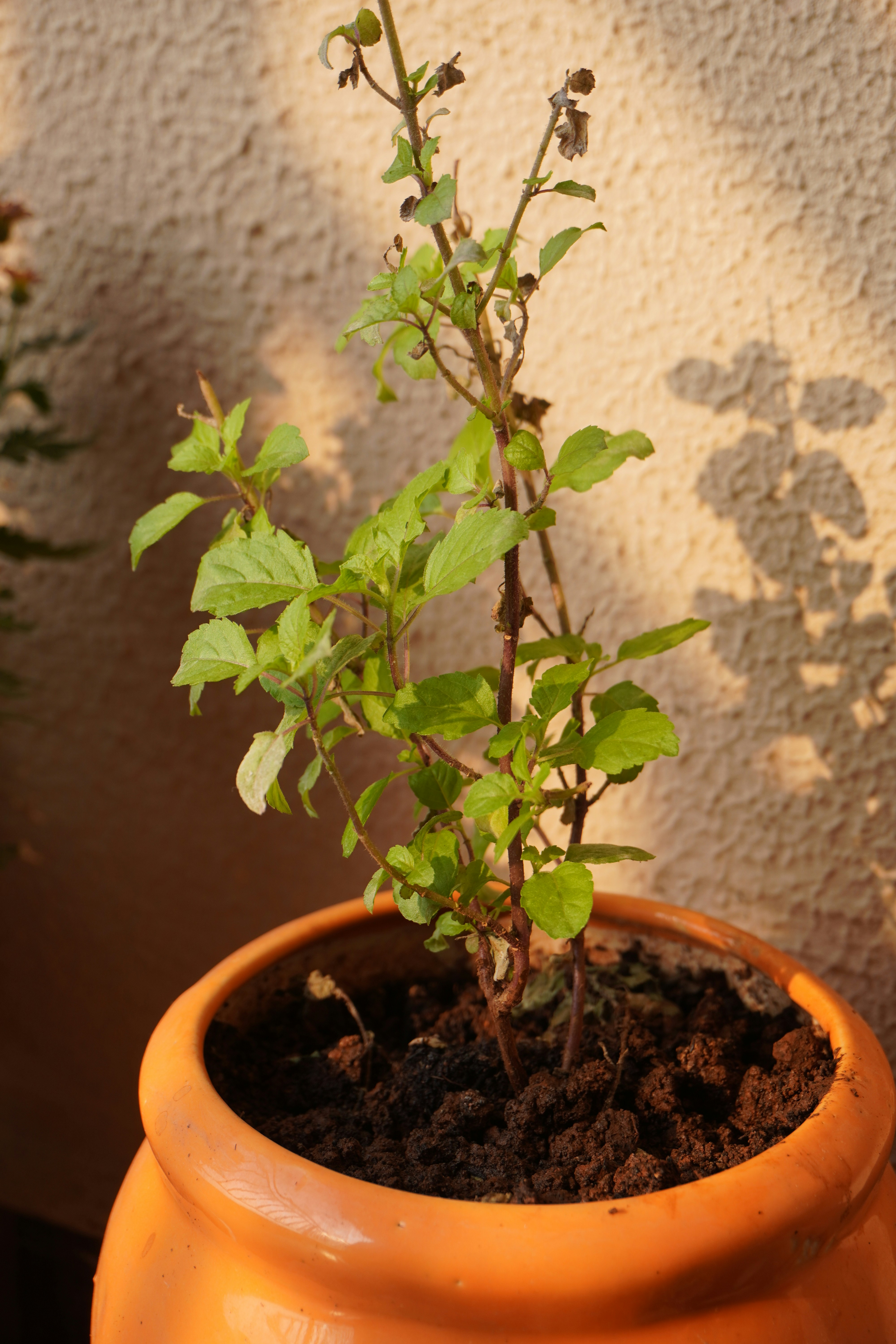 Photo by chaitalidebashish