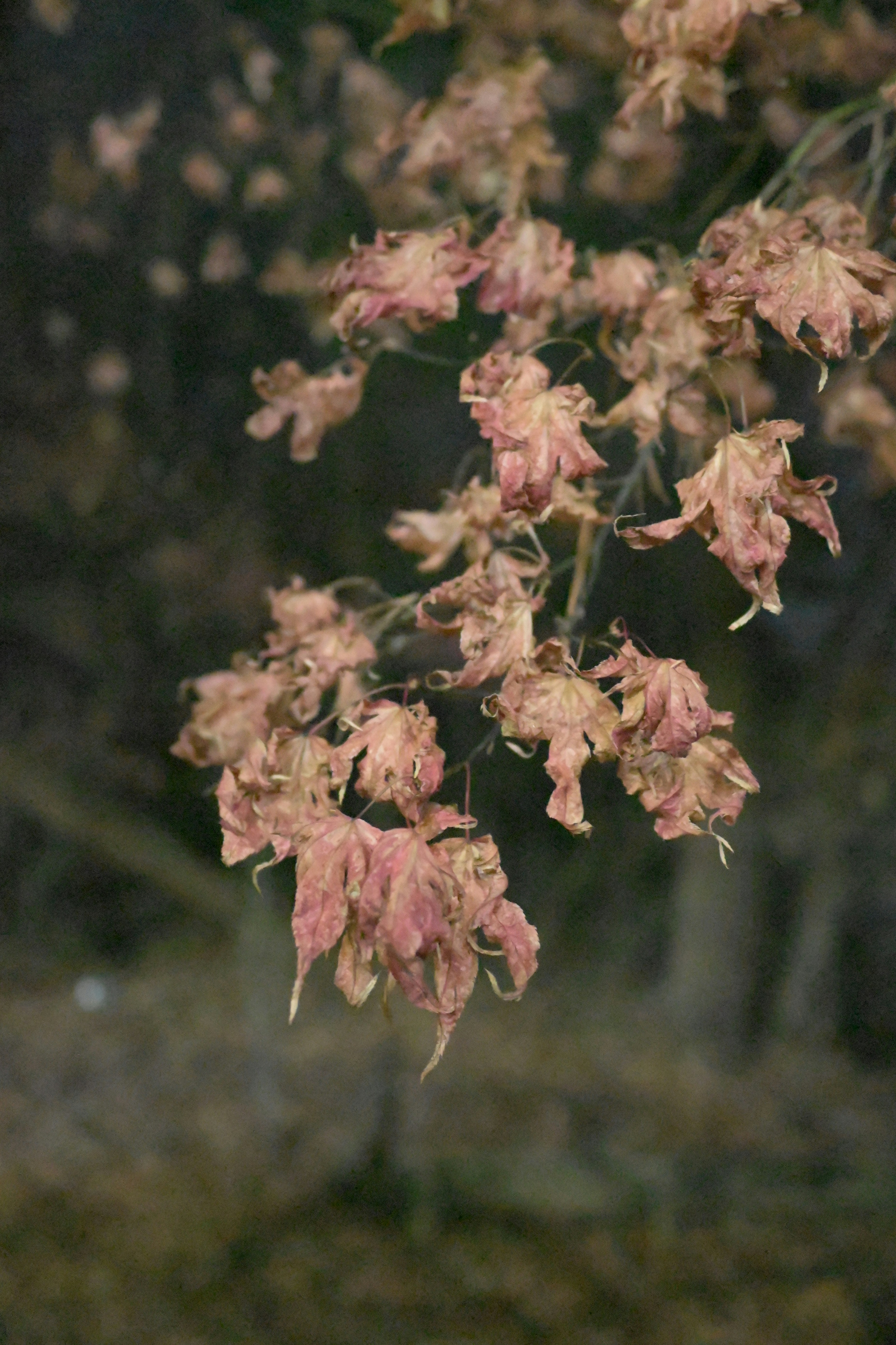 Flores secas pendem de um galho de árvore.