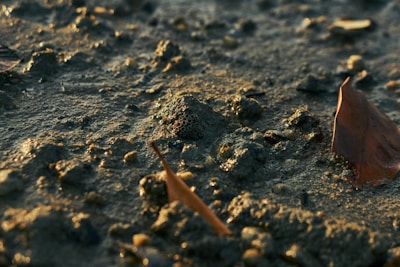 Проба от градинска почва от Пловдивския регион, използвана за анализ на напоителна система.