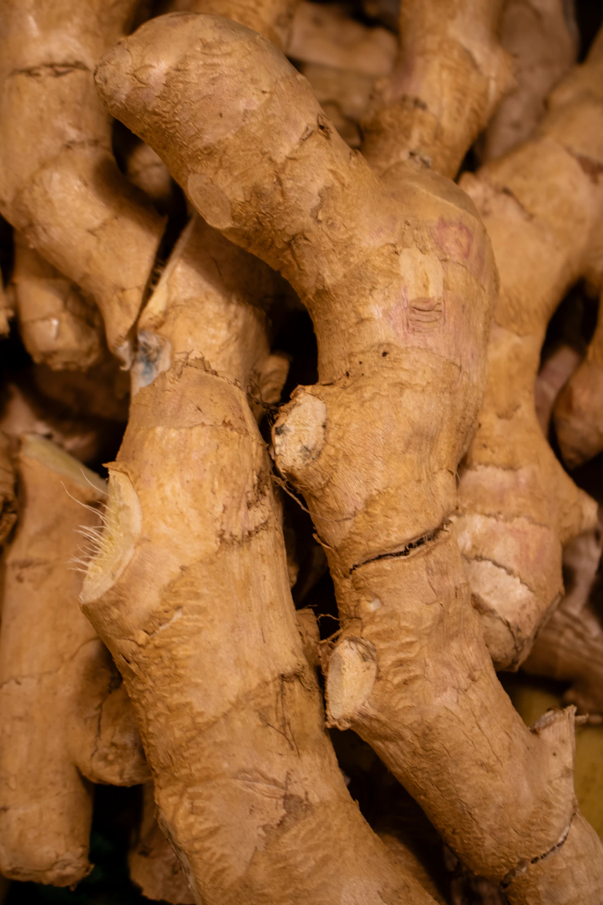 Close-up of fresh ginger root with knobby texture
