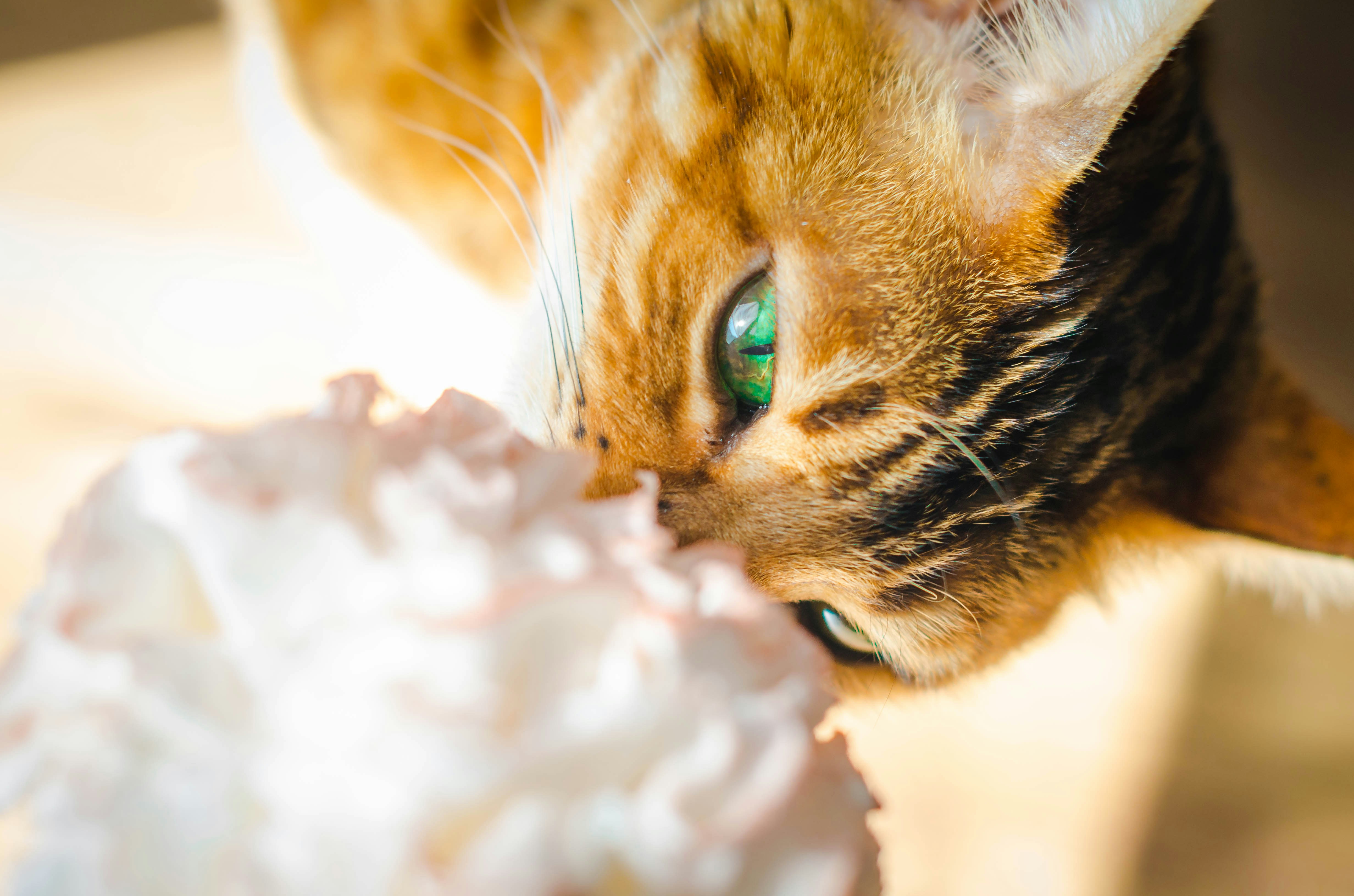 Cat sniffs at whipped cream.