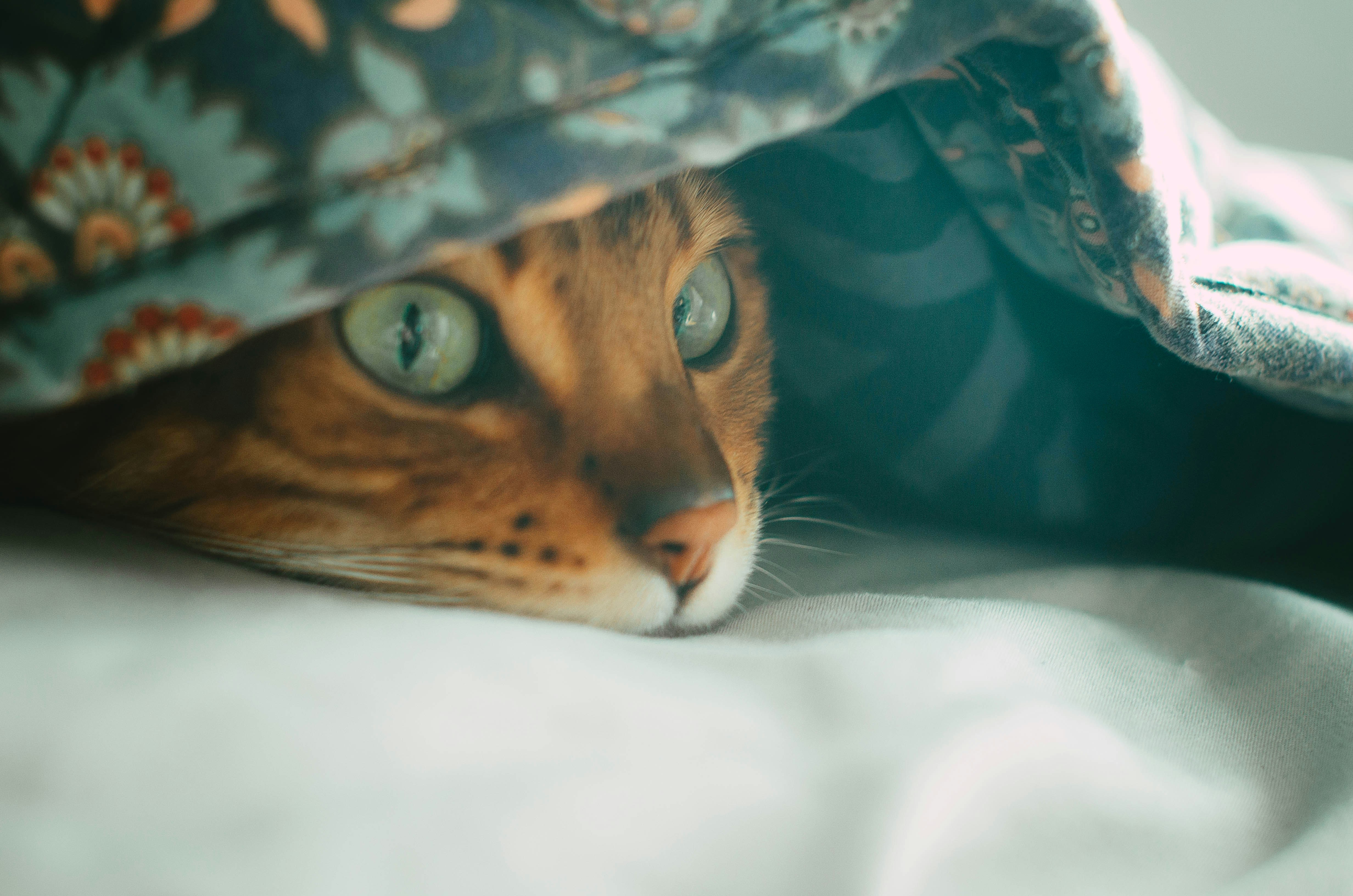 A cat peeks out from under a blanket.