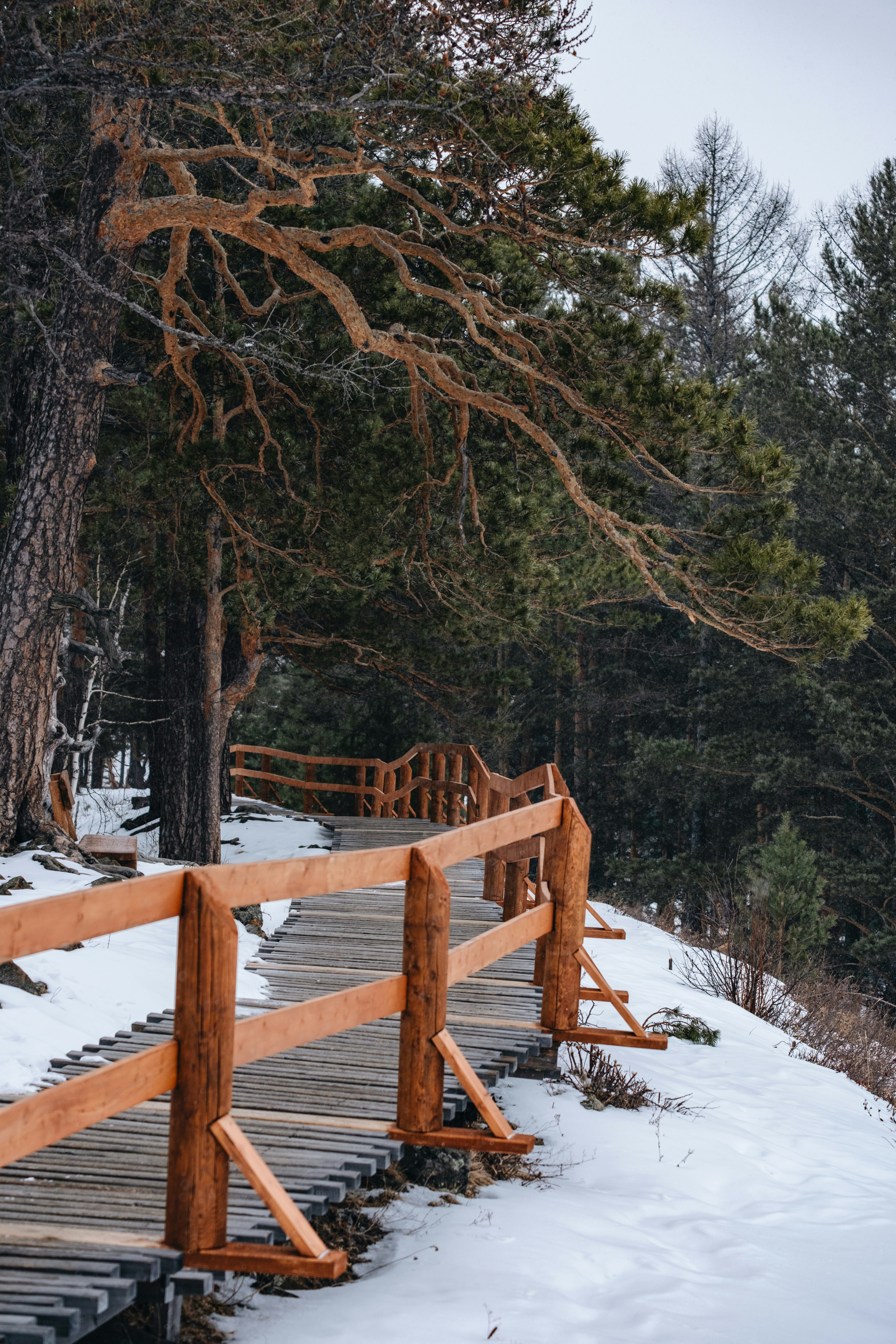 A wooden walkway through a snowy forest