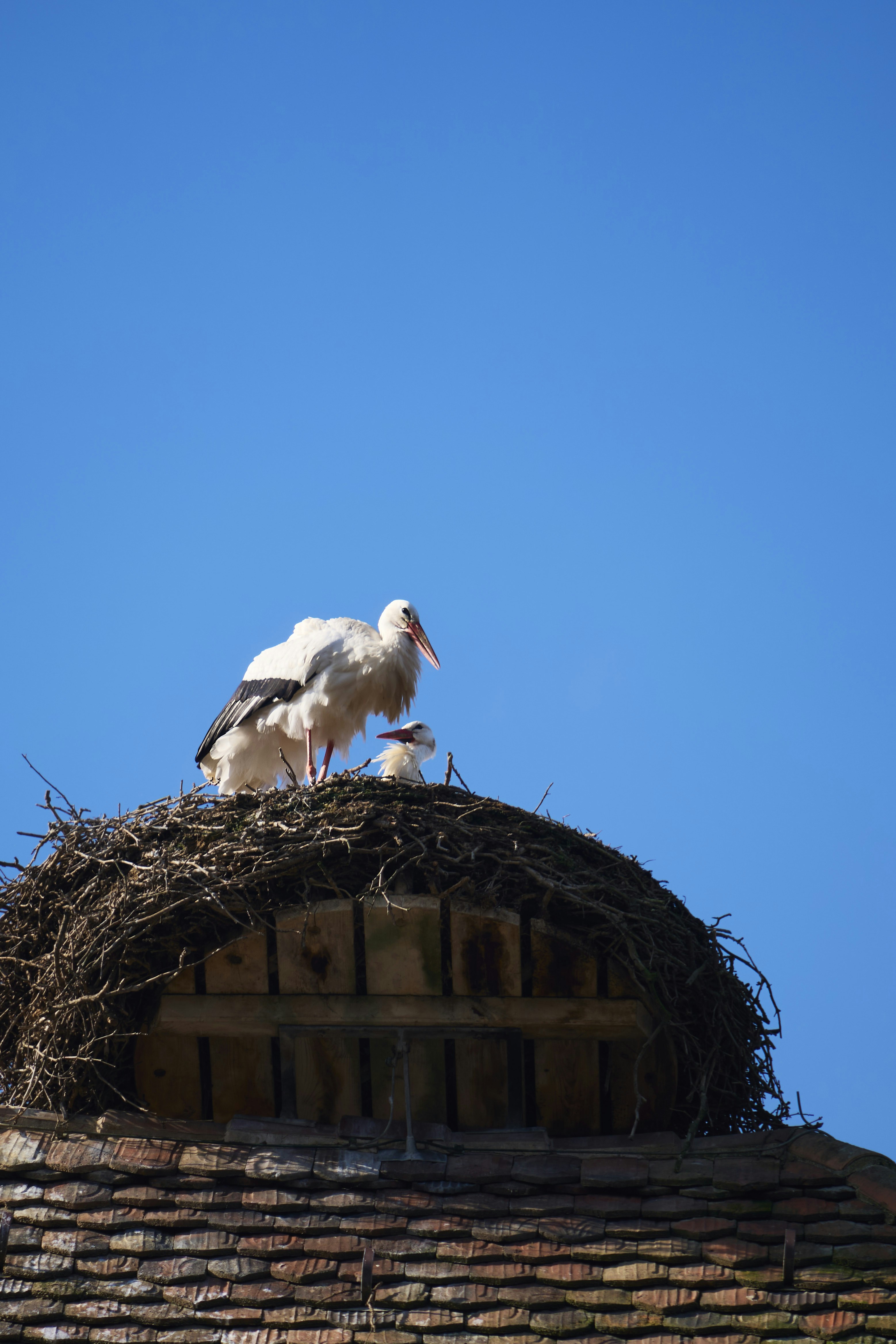 Photo by wolfgang_hasselmann