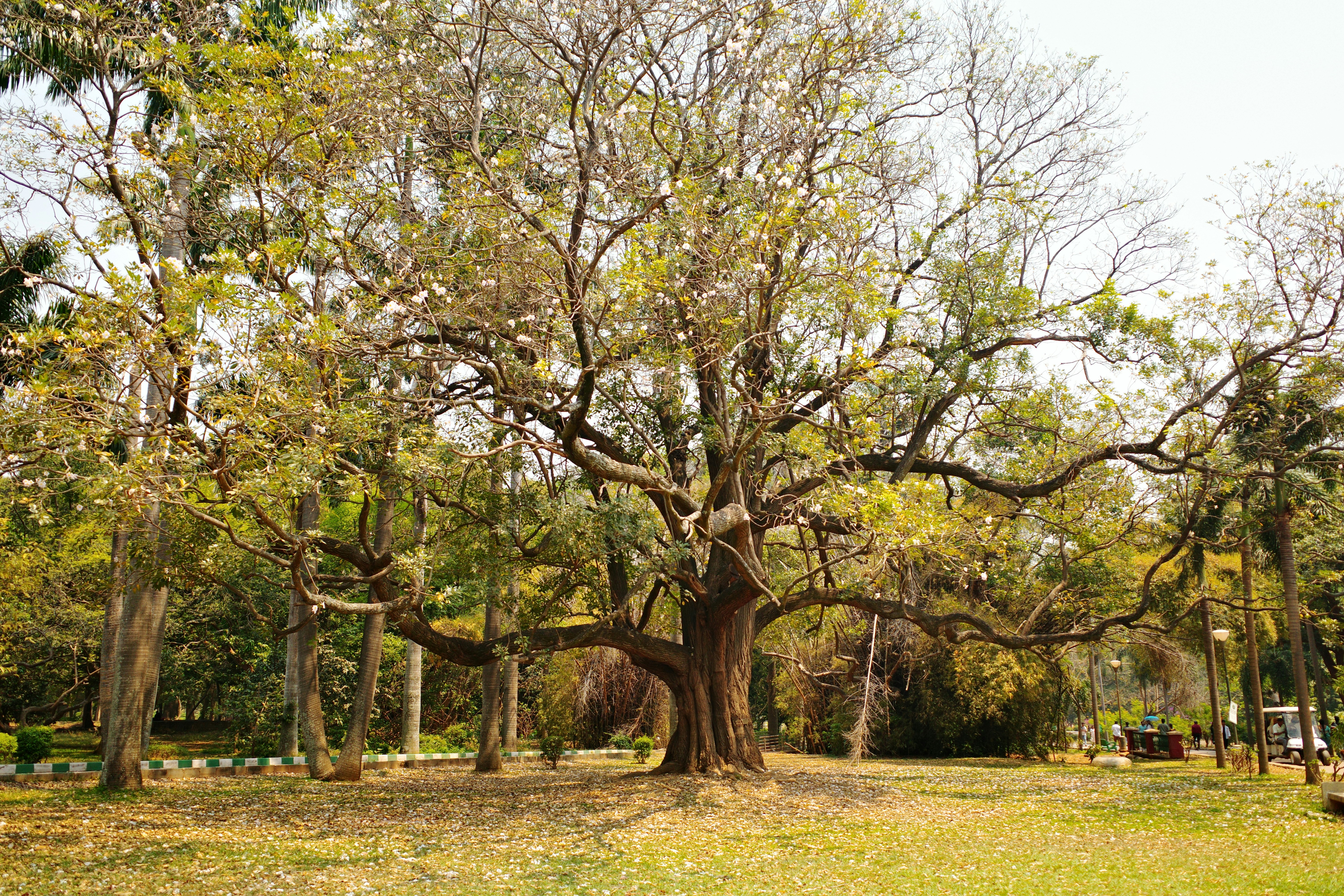 Ancient Oaks: Europe's Thousand-Year Guardians (image credits: unsplash)