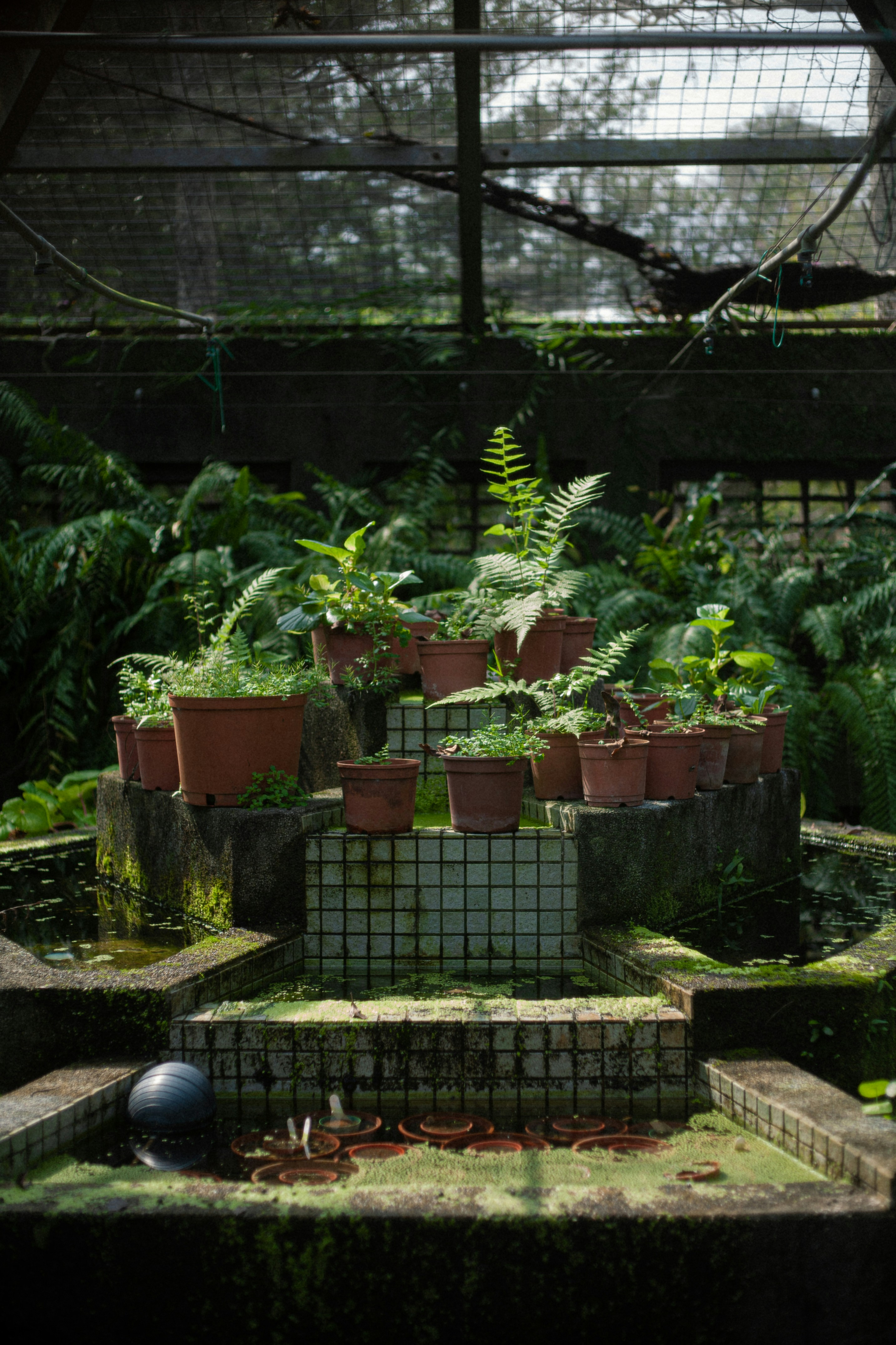 Potted plants rest inside a greenhouse.