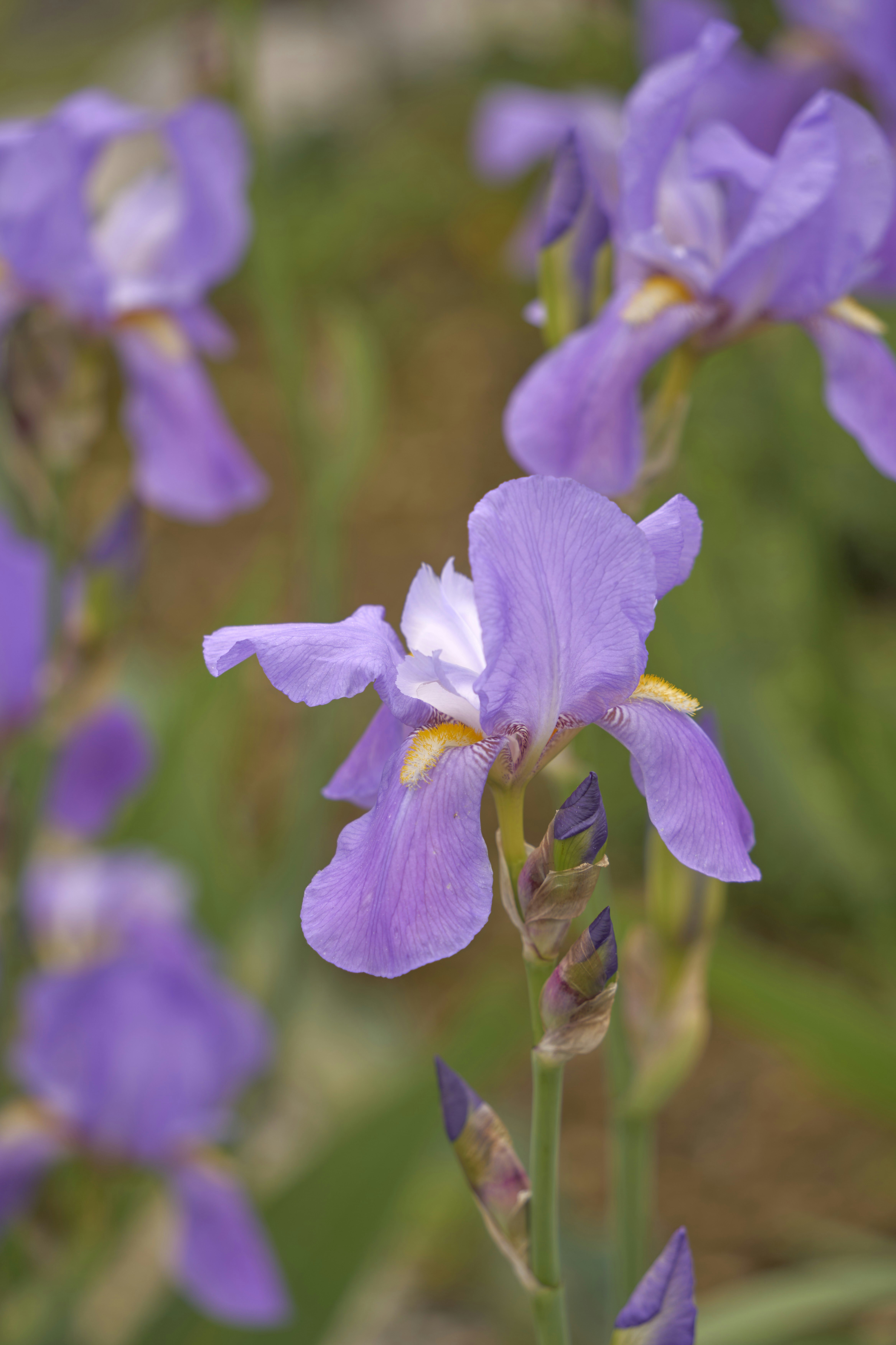 Photo by wolfgang_hasselmann