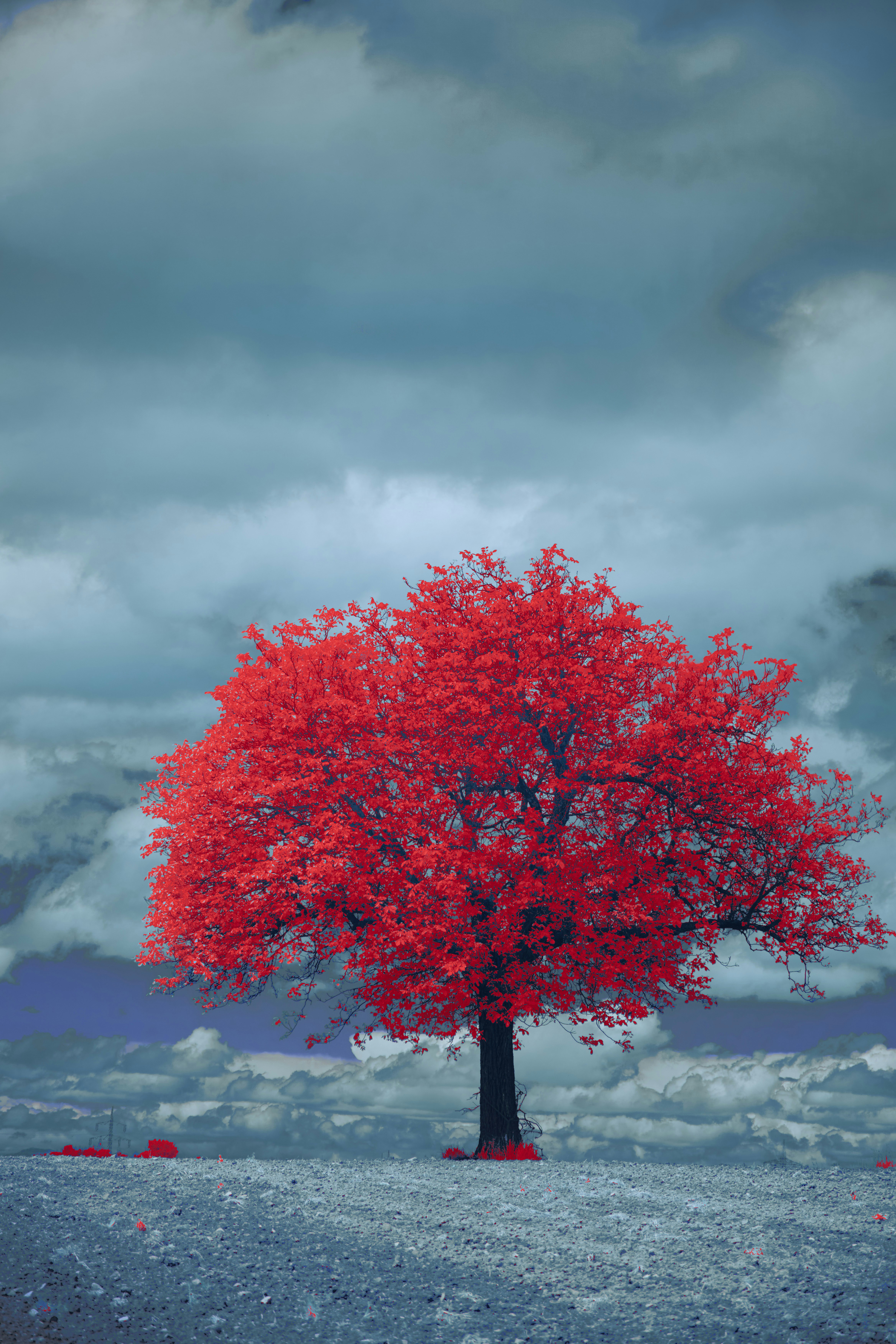 Photo by wolfgang_hasselmann