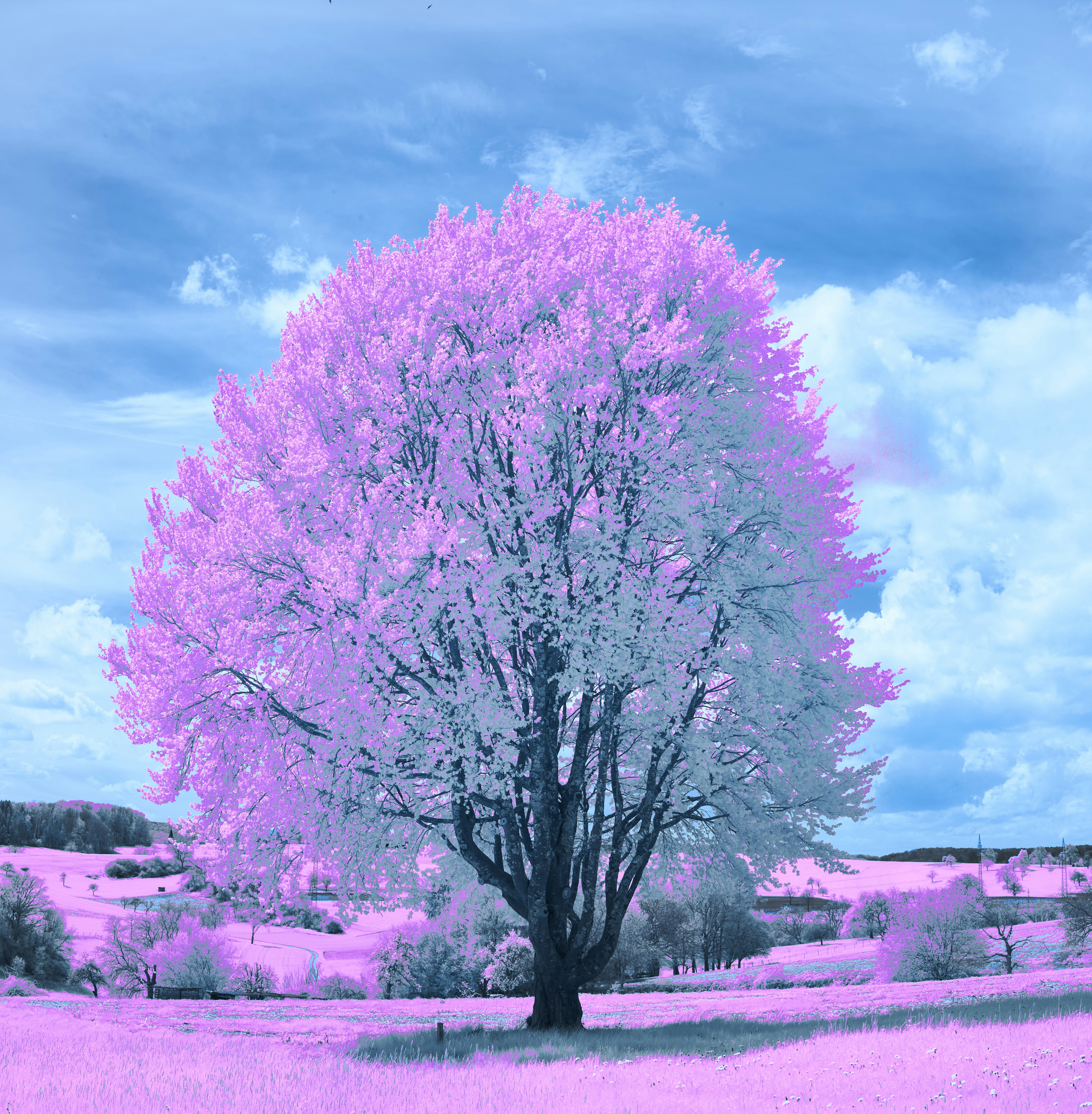 Photo by wolfgang_hasselmann