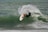 Surfer is catching a wave and doing a trick.