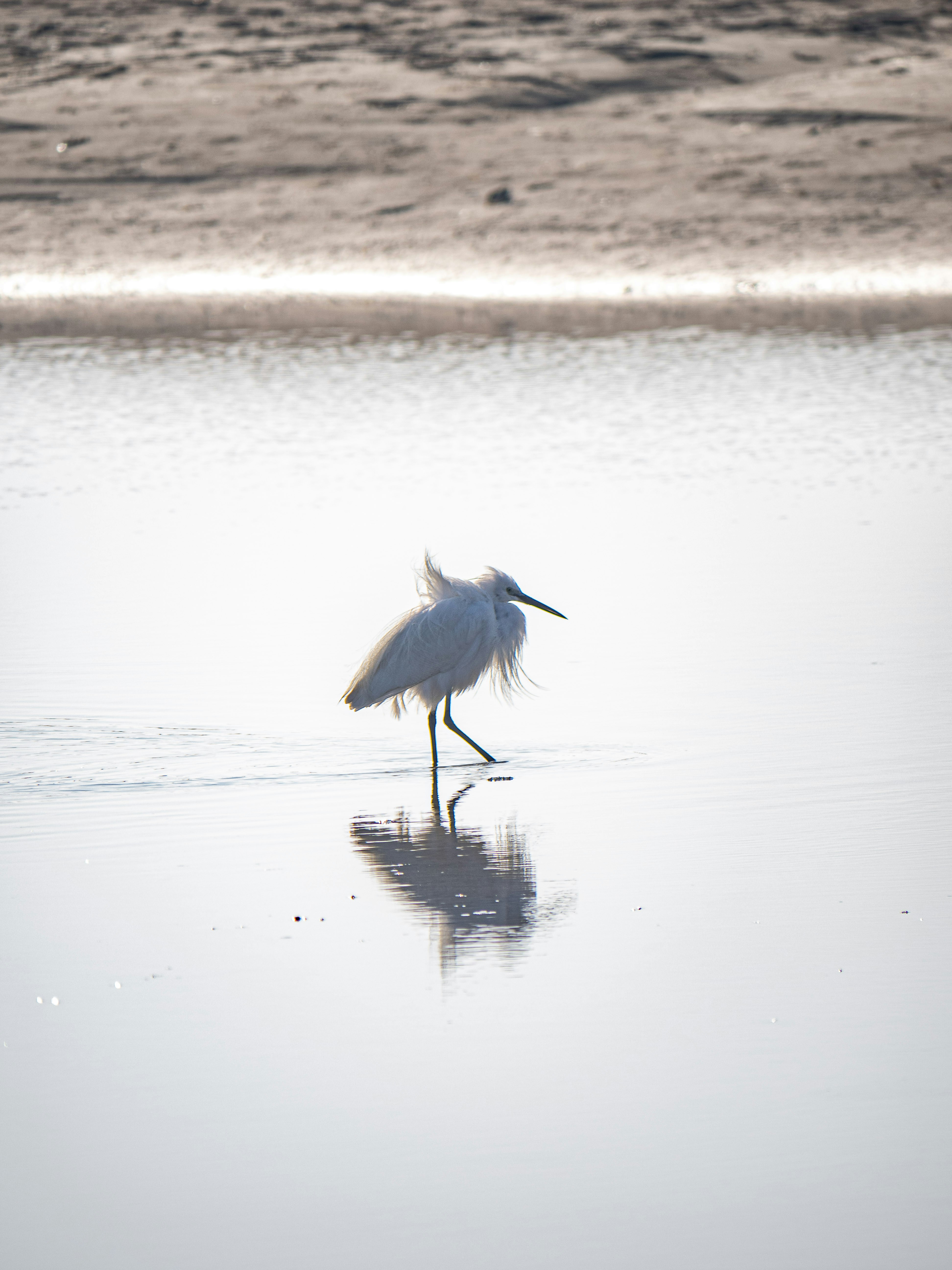 Photo by gopitri_prem