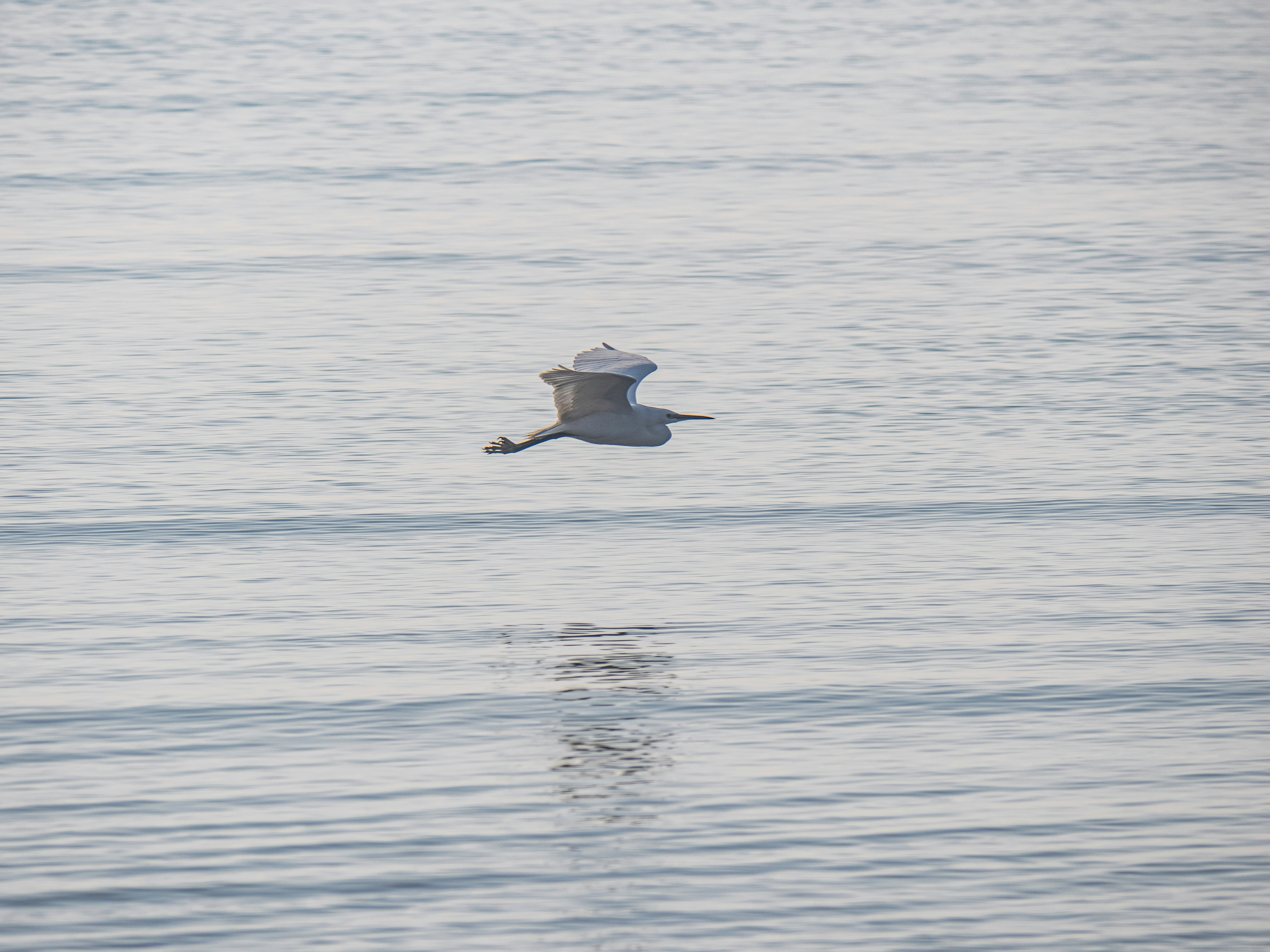 Photo by gopitri_prem