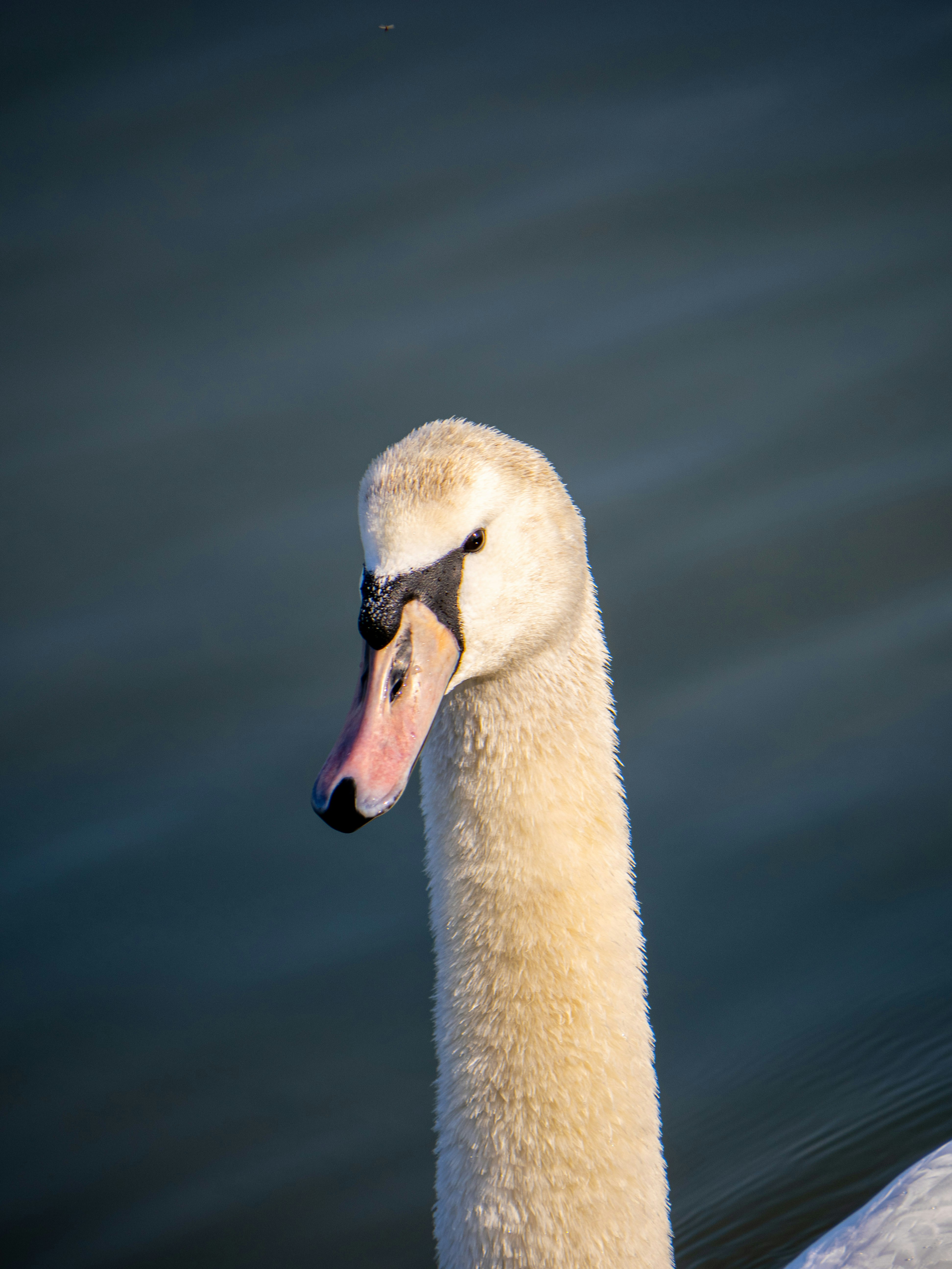 Photo by gopitri_prem