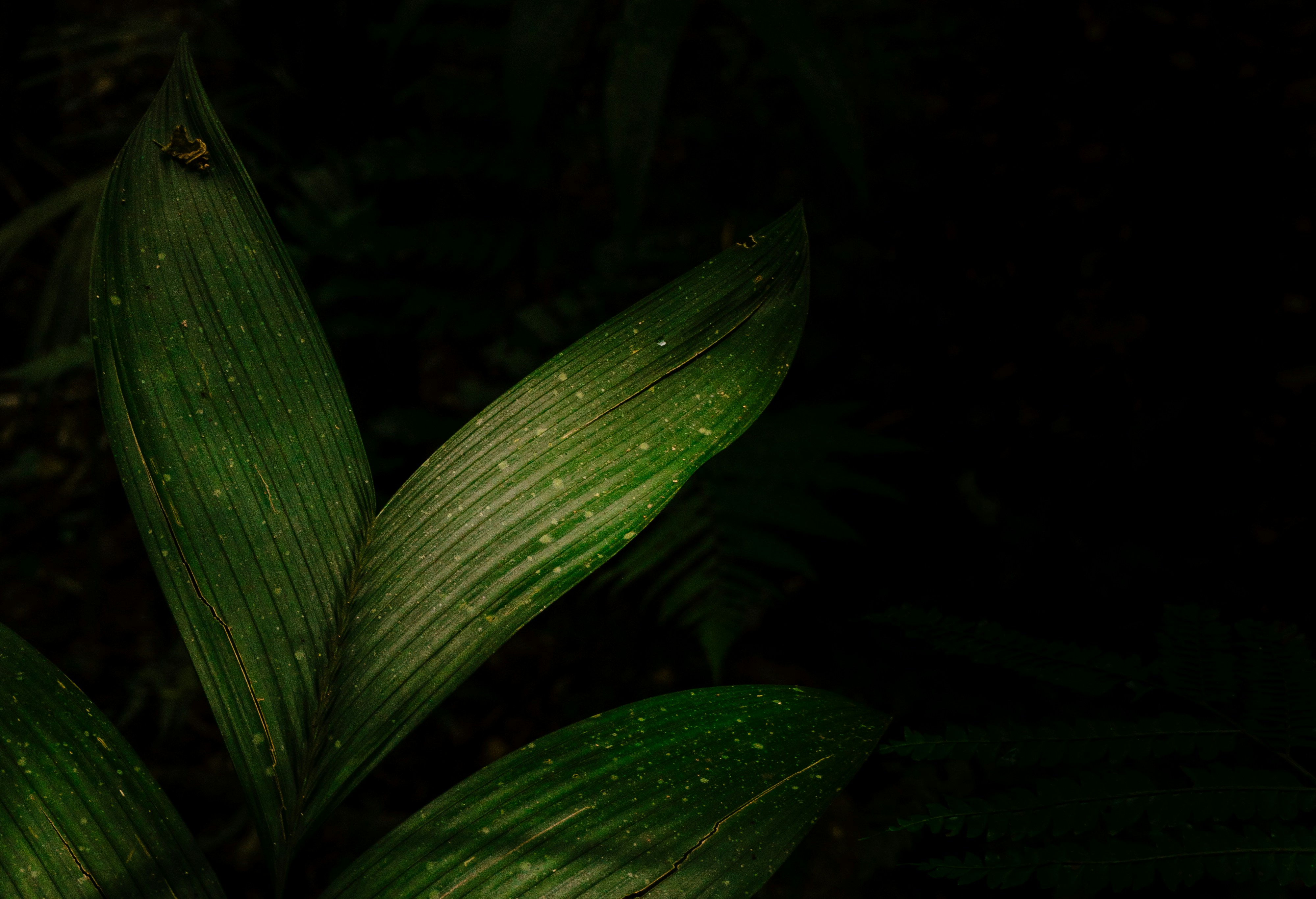 Photo by andreicastanha