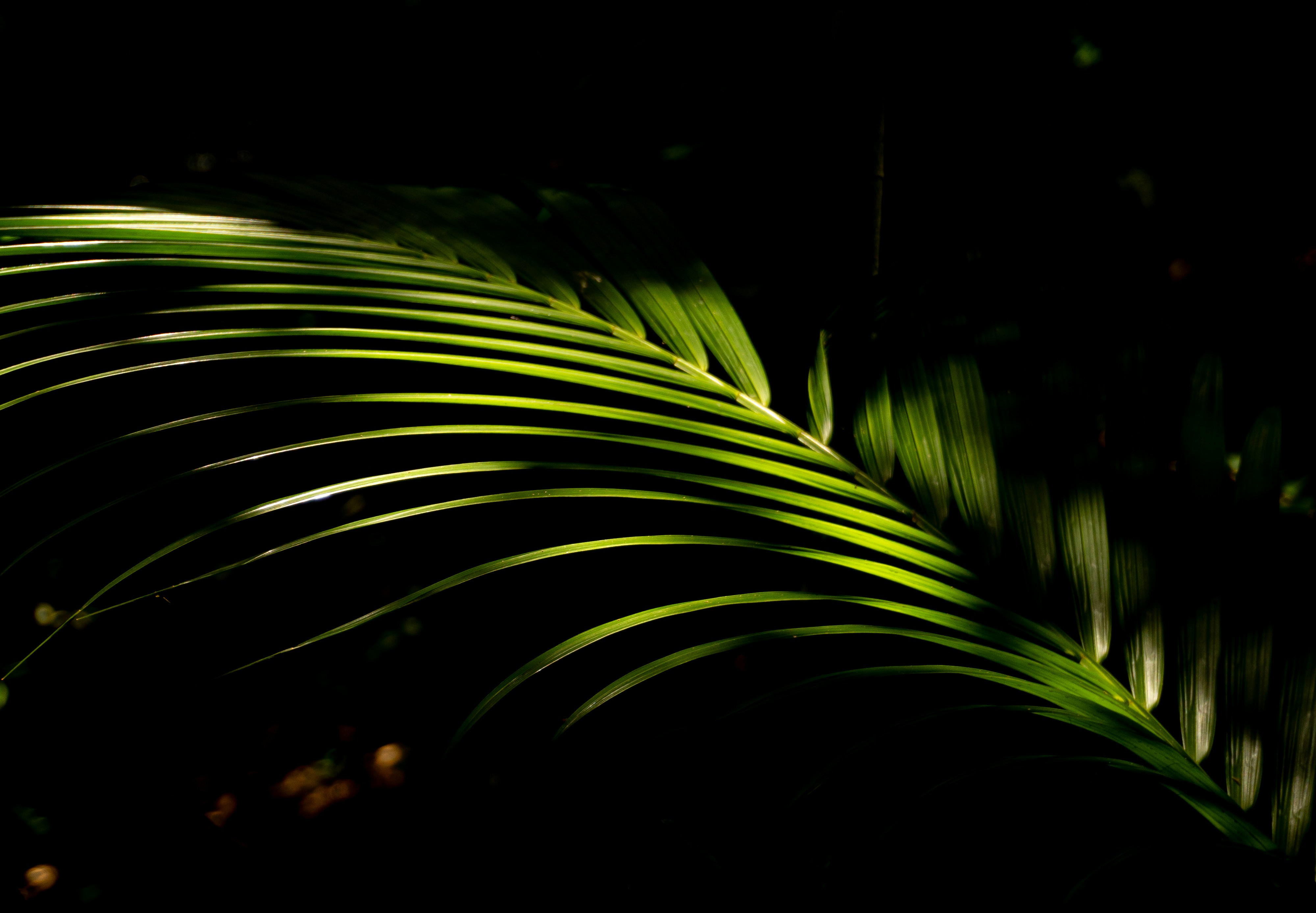 Photo by andreicastanha