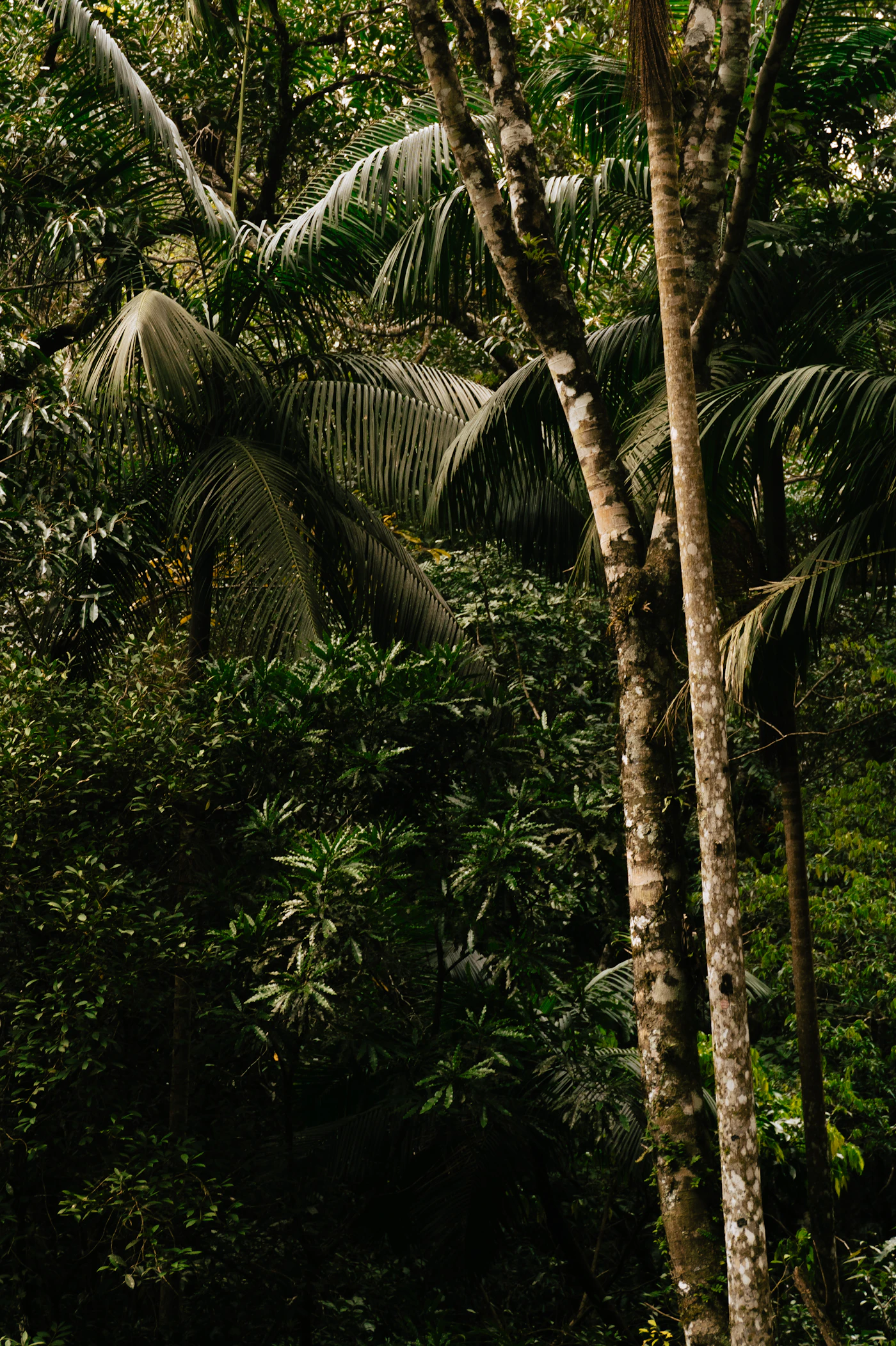 Coastal hinterland greenery near Arakwal National Park