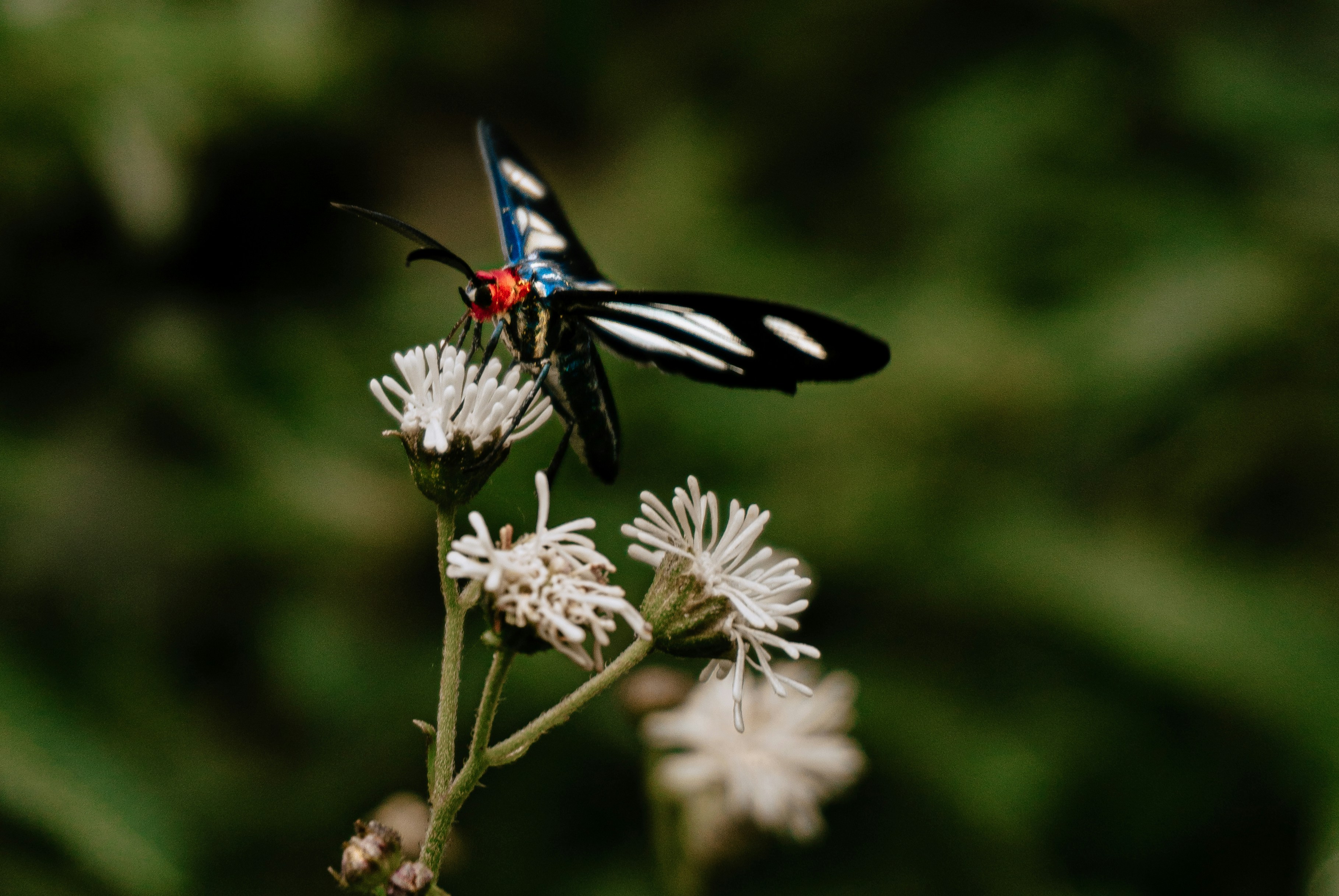 Photo by andreicastanha