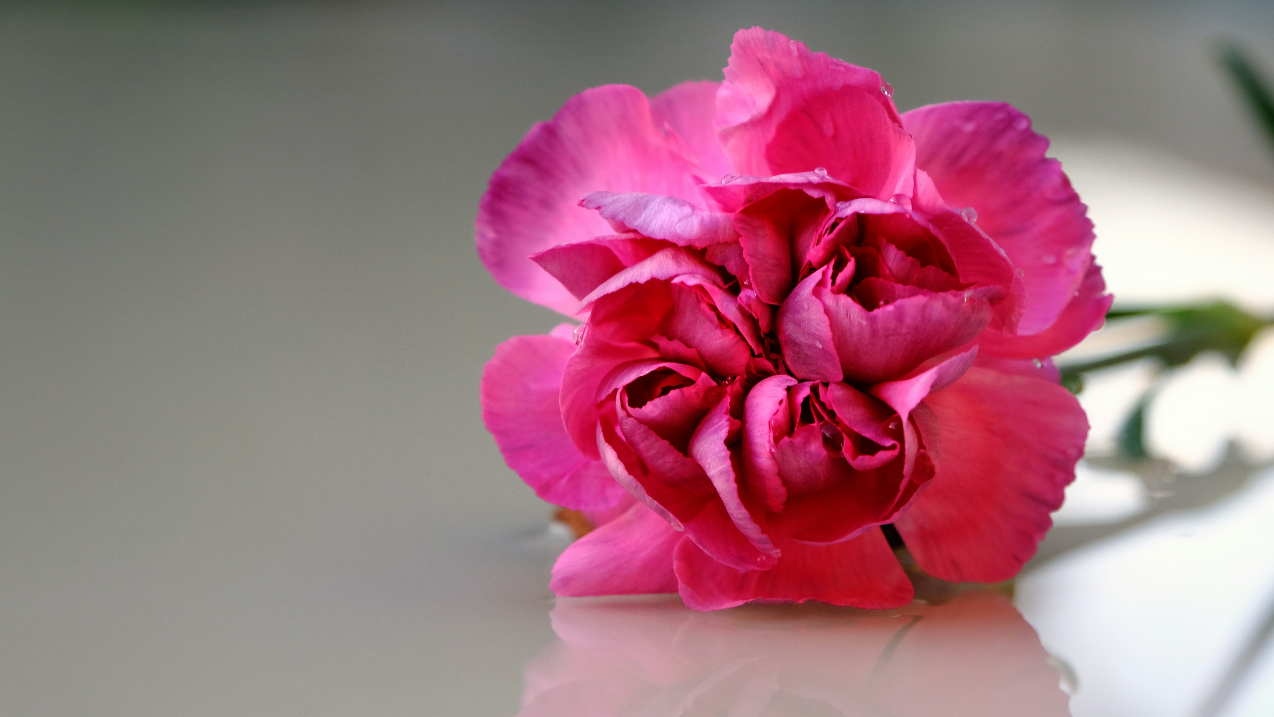 美しいピンクのカーネーションが表面にかかっています。